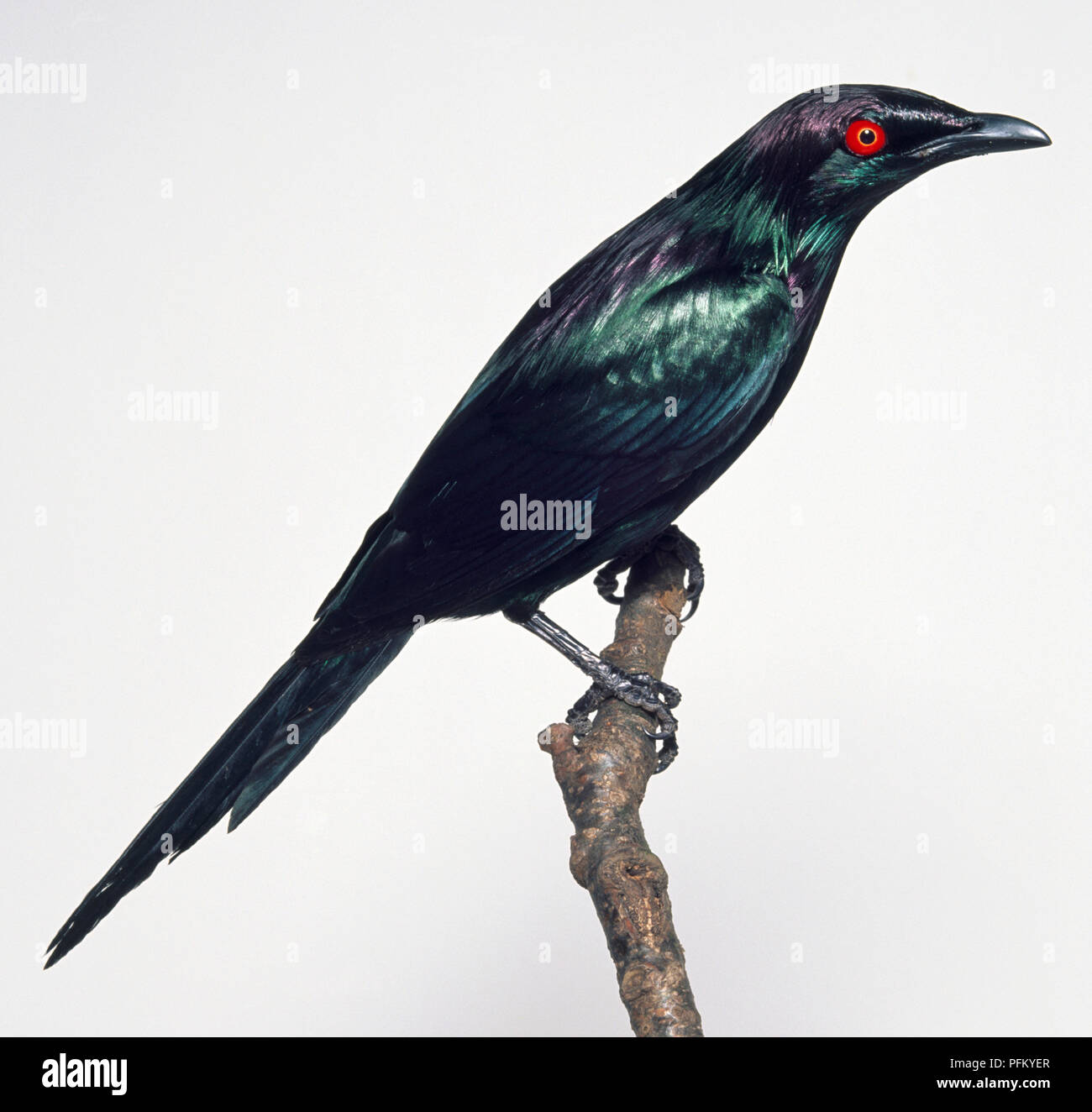 Side view of a male Long-Tailed Starling with head in profile, perching on a branch, showing its red eye, dark green iridescence in its plumage, a ruff of slender, spiny neck feathers, tail tapering to a point, large feet and strong legs. Stock Photo