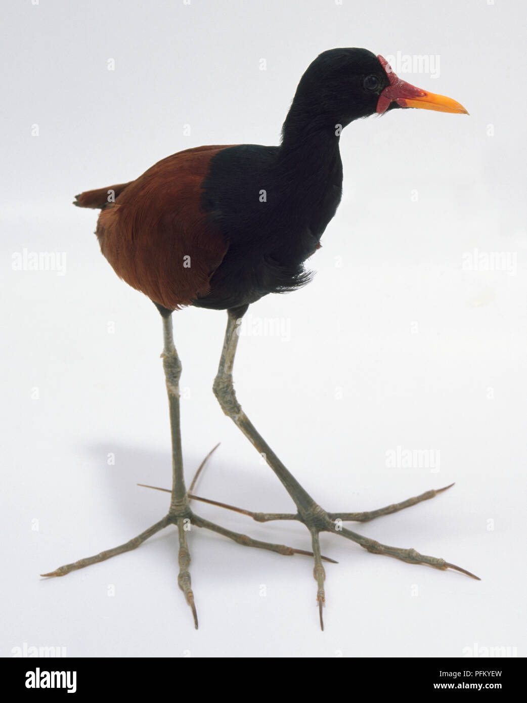 Side/front view of a Wattled Jacana, a small, black and brown tropical wading bird, with head in profile showing the soft, fleshy wattle, yellow bill, long, thin legs and extremely large feet enabling it to walk on floating vegetation. Stock Photo