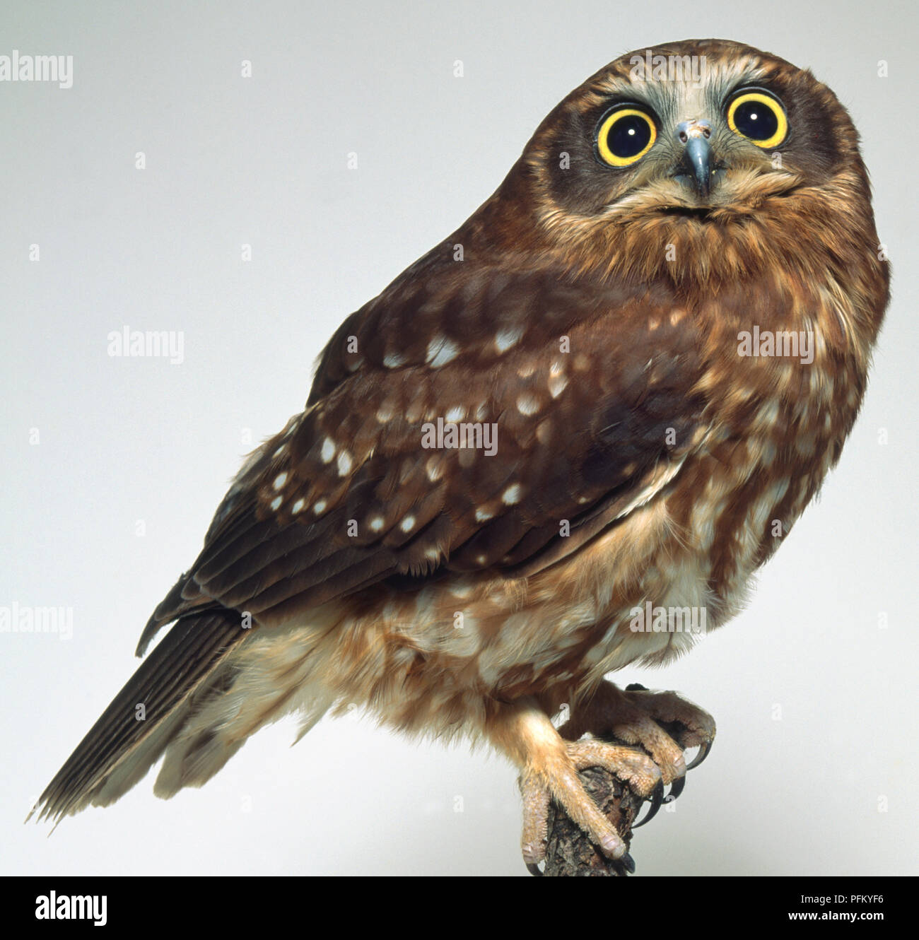 Side View Of A Southern Boobook Owl Perching On A Branch With