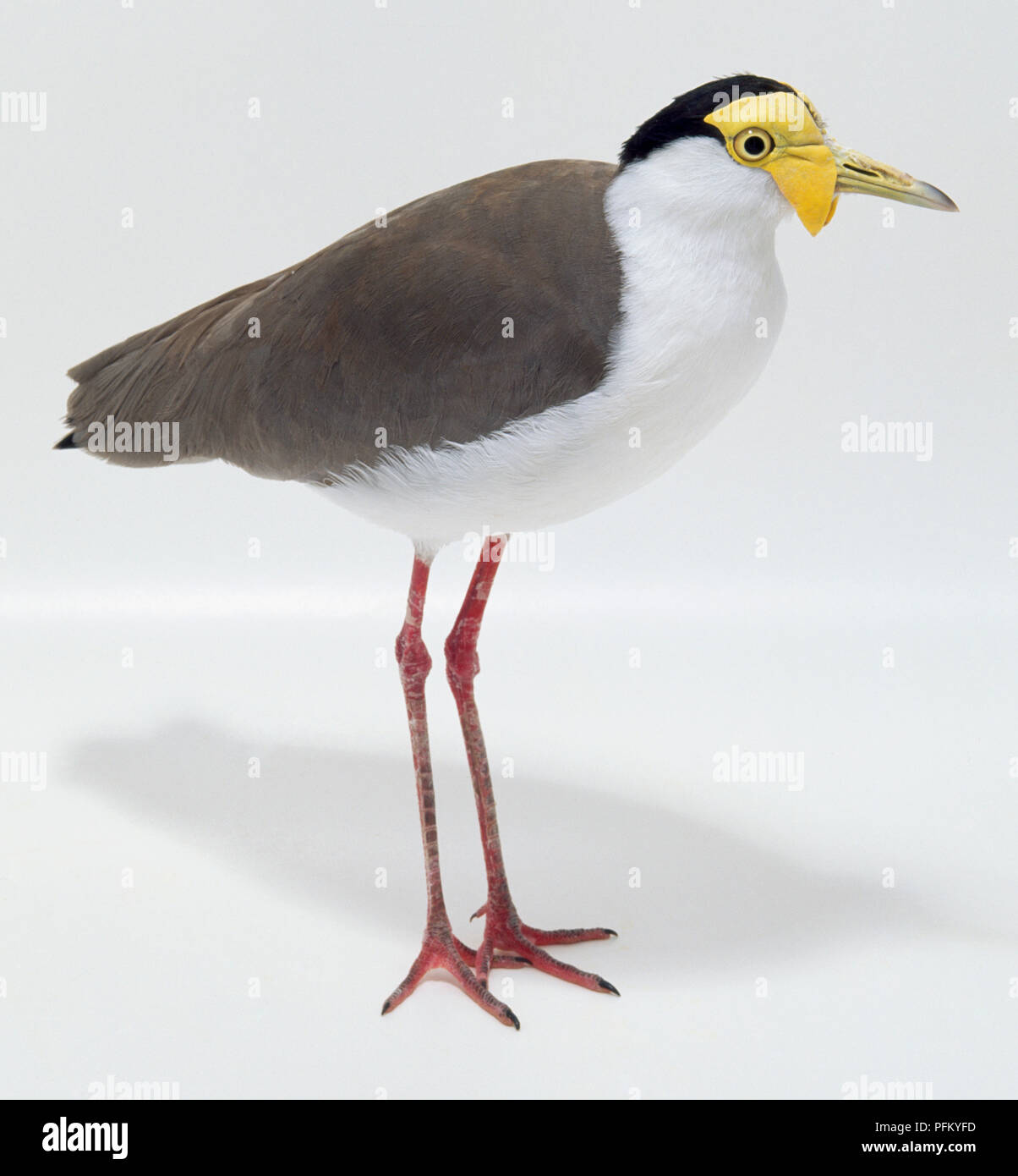 Side view of a Masked Lapwing with head in profile, showing the brown upper body, white lower body and neck plumage, a black cap on top of the head, yellow facial wattle and bill, and long legs. Stock Photo