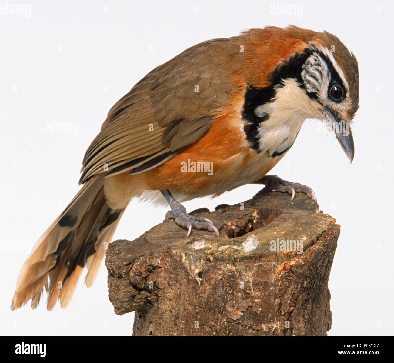 Side view of a Greater Necklaced Laughing-Thrush with head in profile, perching on a tree stump, neck lowered, showing the black moustache streak near the eye, rufous collar, short, rounded wings, black necklace, thick legs and large feet. Stock Photo