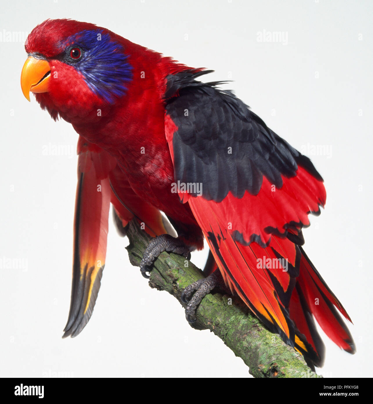 Side view of a Black-Winged Lory, also known as the Blue-Cheeked Lory perching on a lichen-covered branch, with head in profile, showing the orange bill, dark blue band around the eye, red body plumage, and black area on spreading the wings. Stock Photo