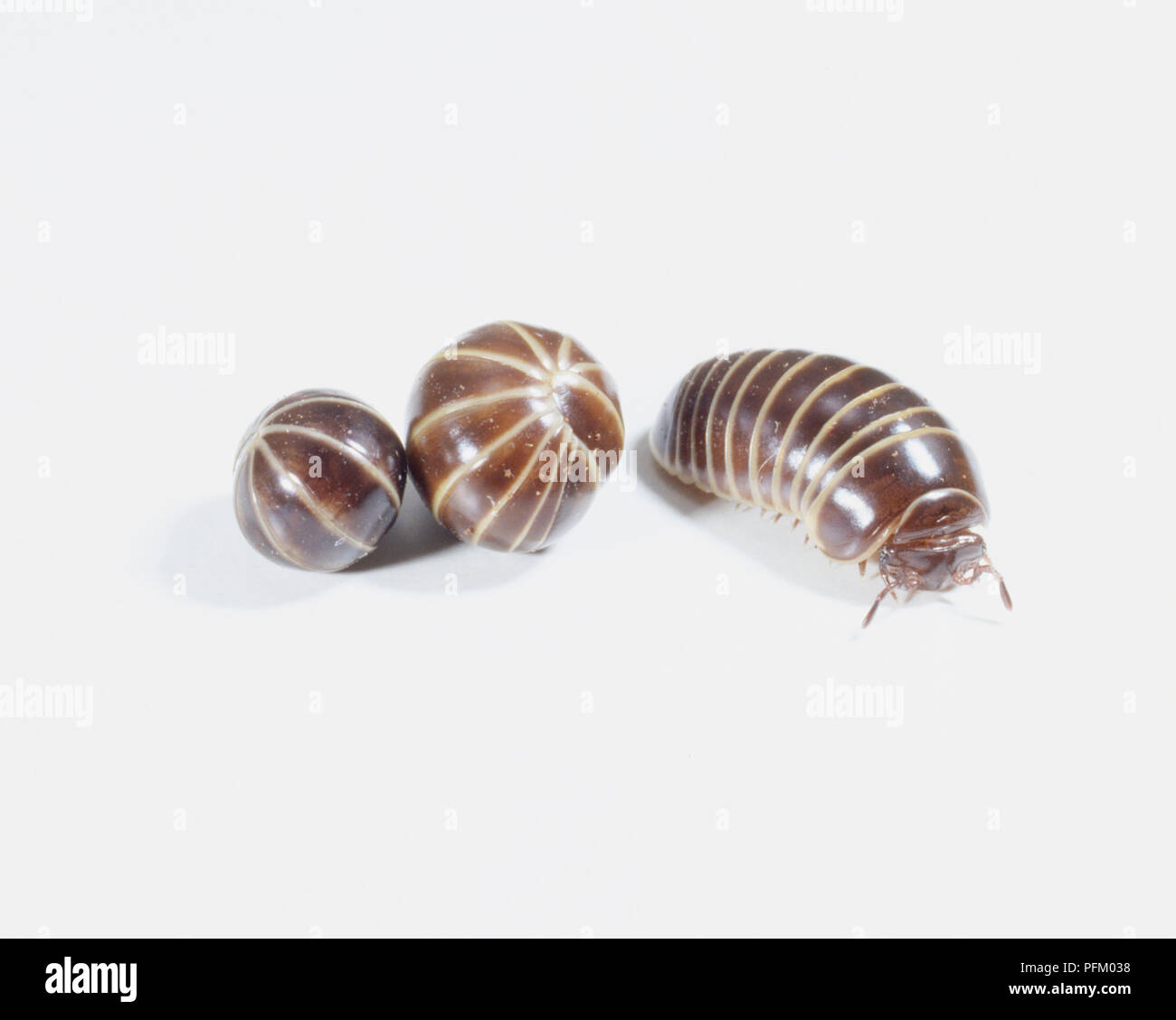 Pill millipede (Glomeris sp.), shown at three stages of unfurling Stock Photo