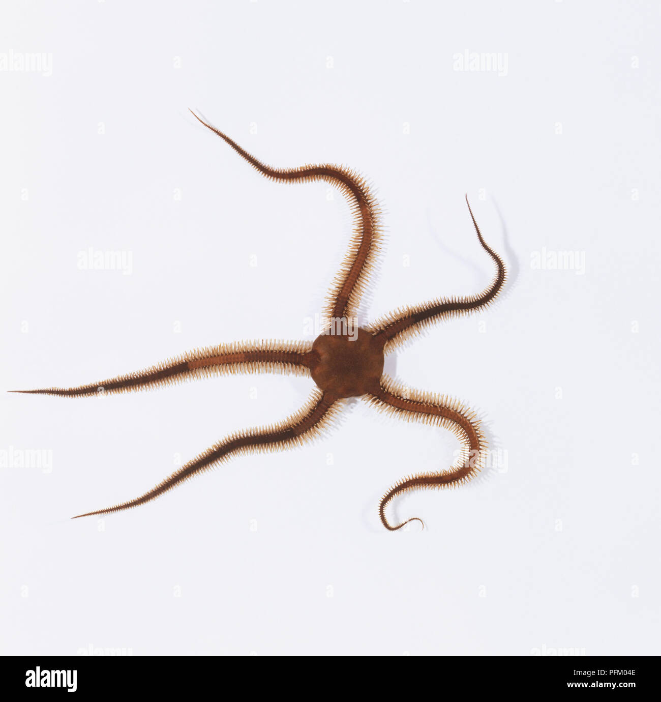 Common black brittle star (Ophiocomina nigra), starfish-like animal spreading spreading its arms Stock Photo