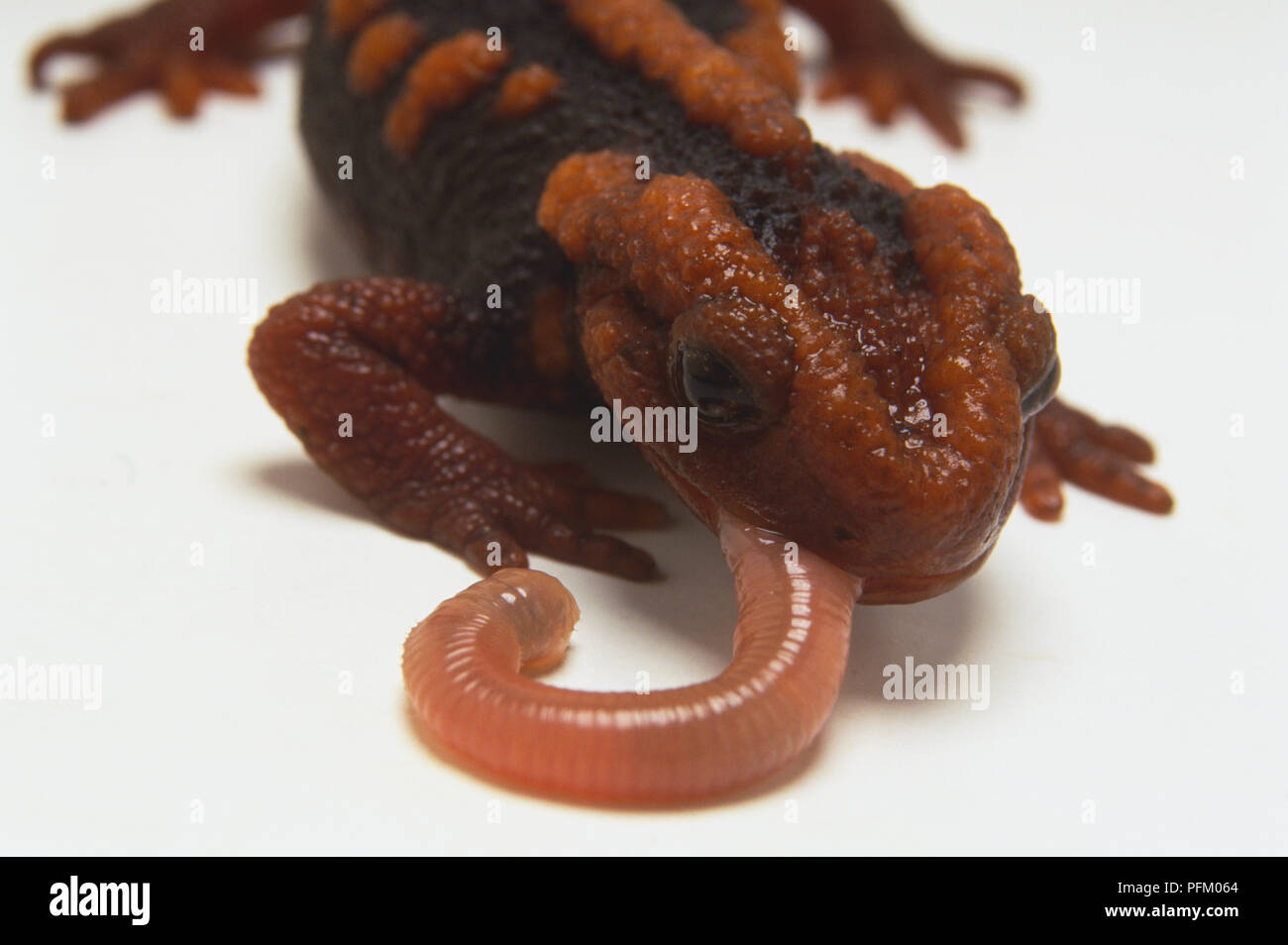 Mandarin Salamander, Tylototriton verrucosus, terracota coloured