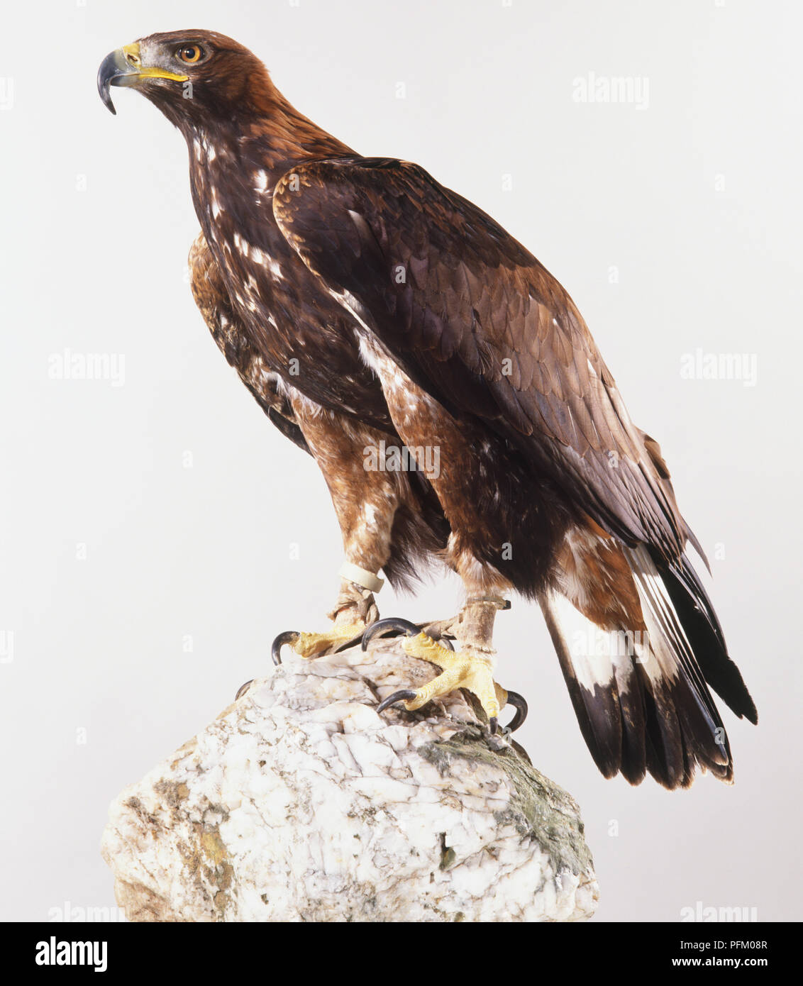 Golden Eagle Aquila Chrysaetos With Prey On Rock Hi res Stock golden-eagle-aquila-chrysaetos-with-prey-on-rock-hi-res-stock