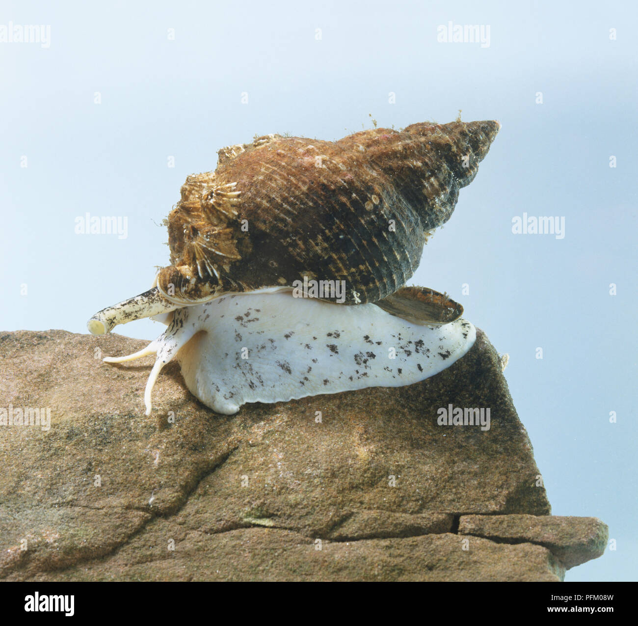 Common whelk (Buccinidae), a marine snail on a rock Stock Photo