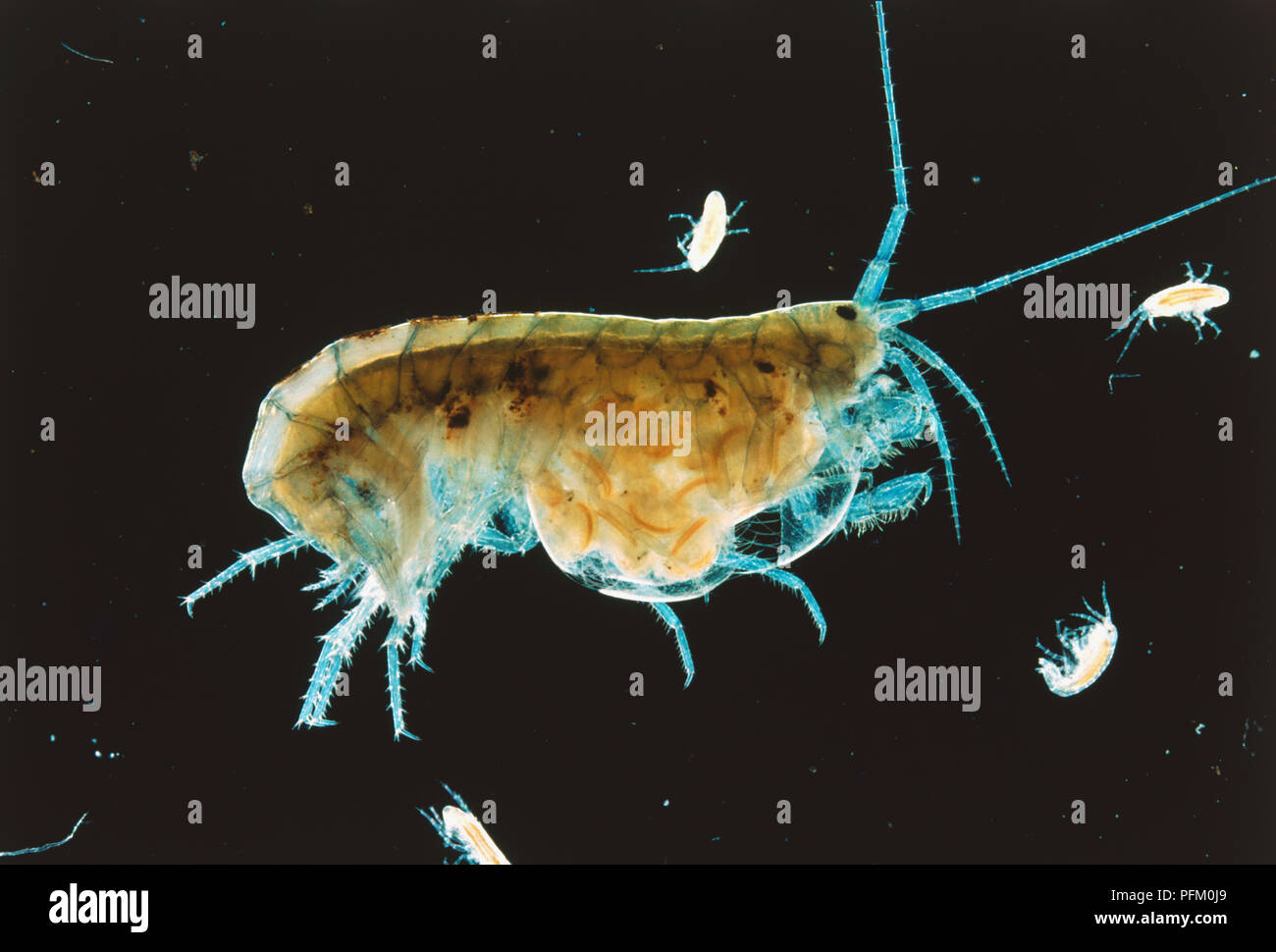 Swimming Shrimp (Caridea) surrounded by its young, side view Stock Photo