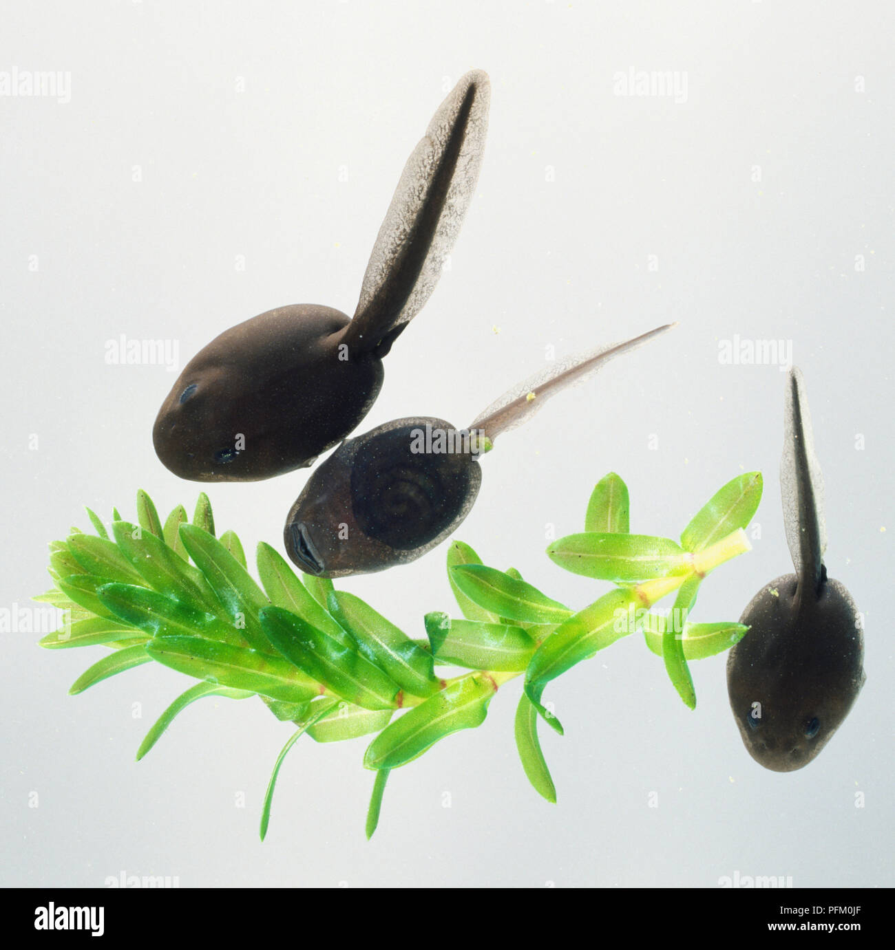 Three tadpoles with water weed Stock Photo Alamy