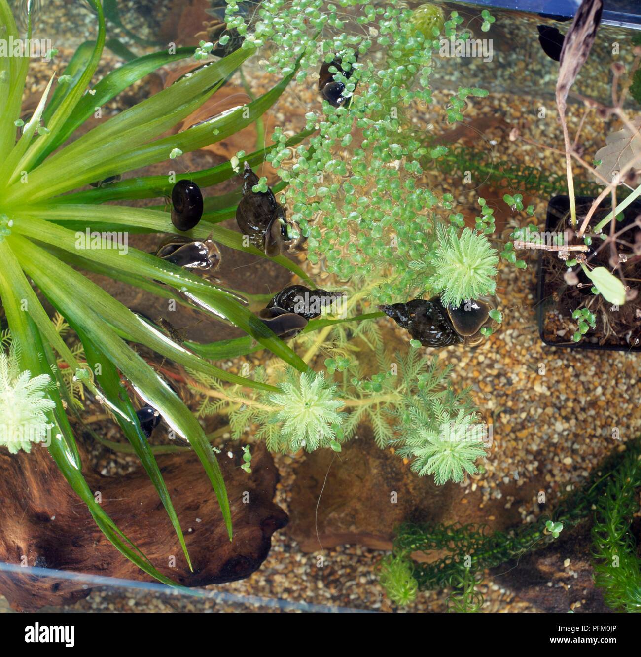 Overhead view of a tank containing duckweed plants and aquatic snails Stock Photo