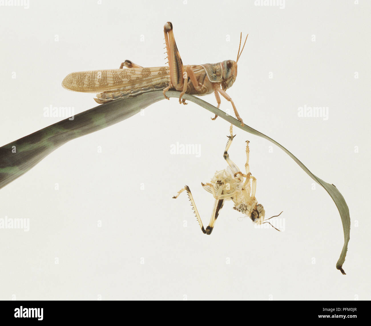 Locust on a blade of grass with old skin hanging underneath Stock Photo ...