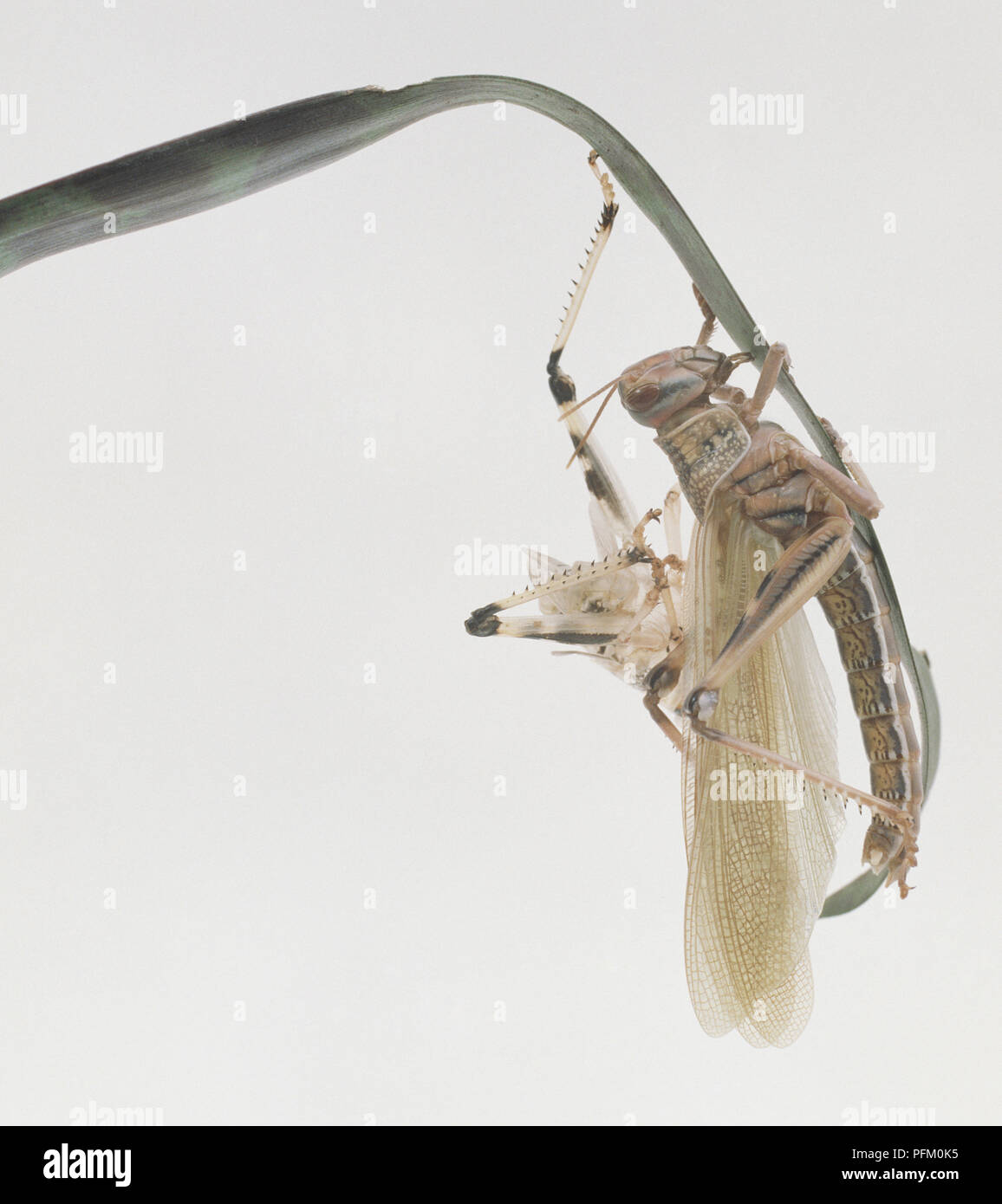 Locust hanging on a blade of grass opening its wings Stock Photo Alamy