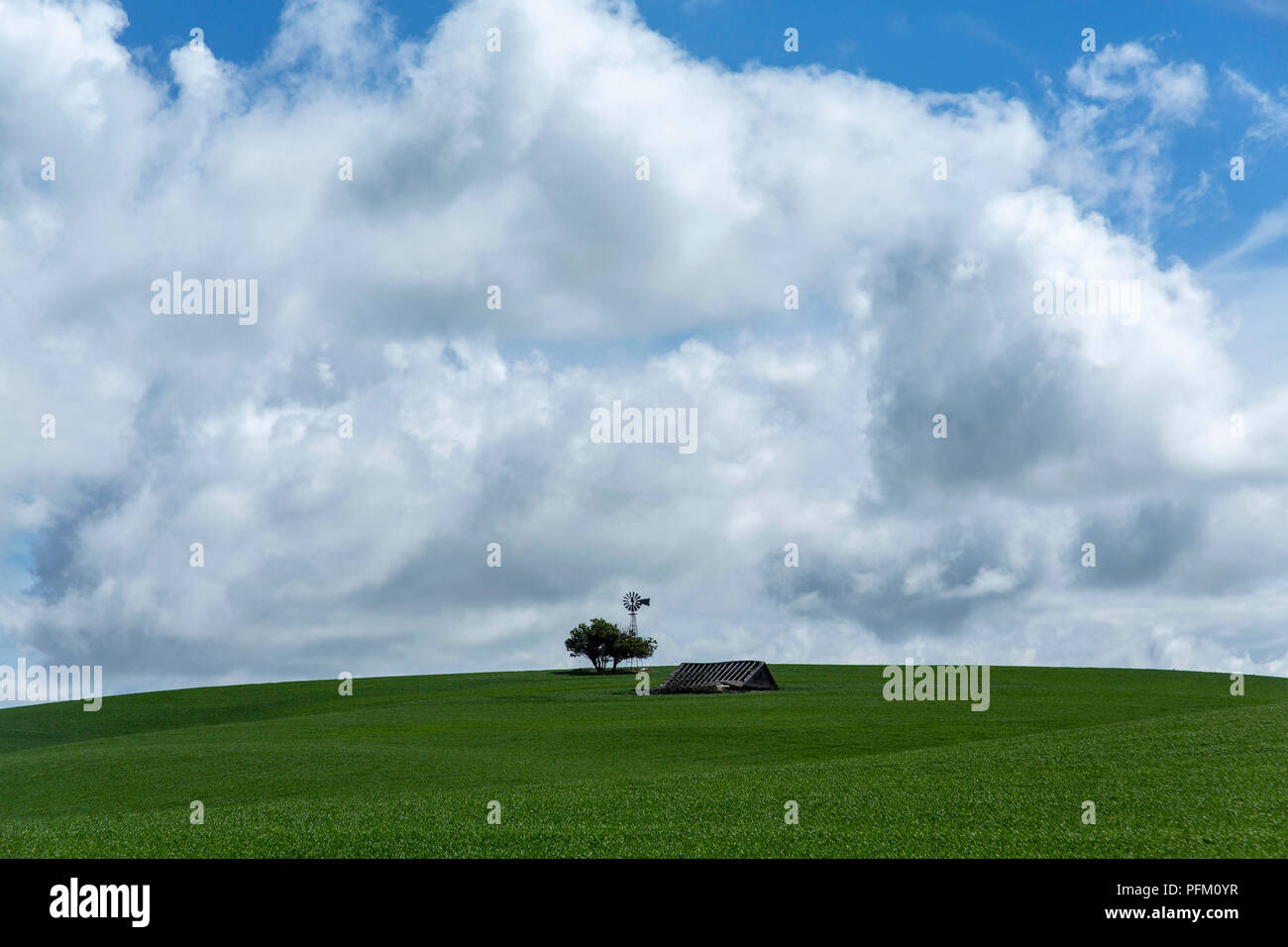 Green garbanzo beans growing in Pullman Washington Stock Photo Alamy
