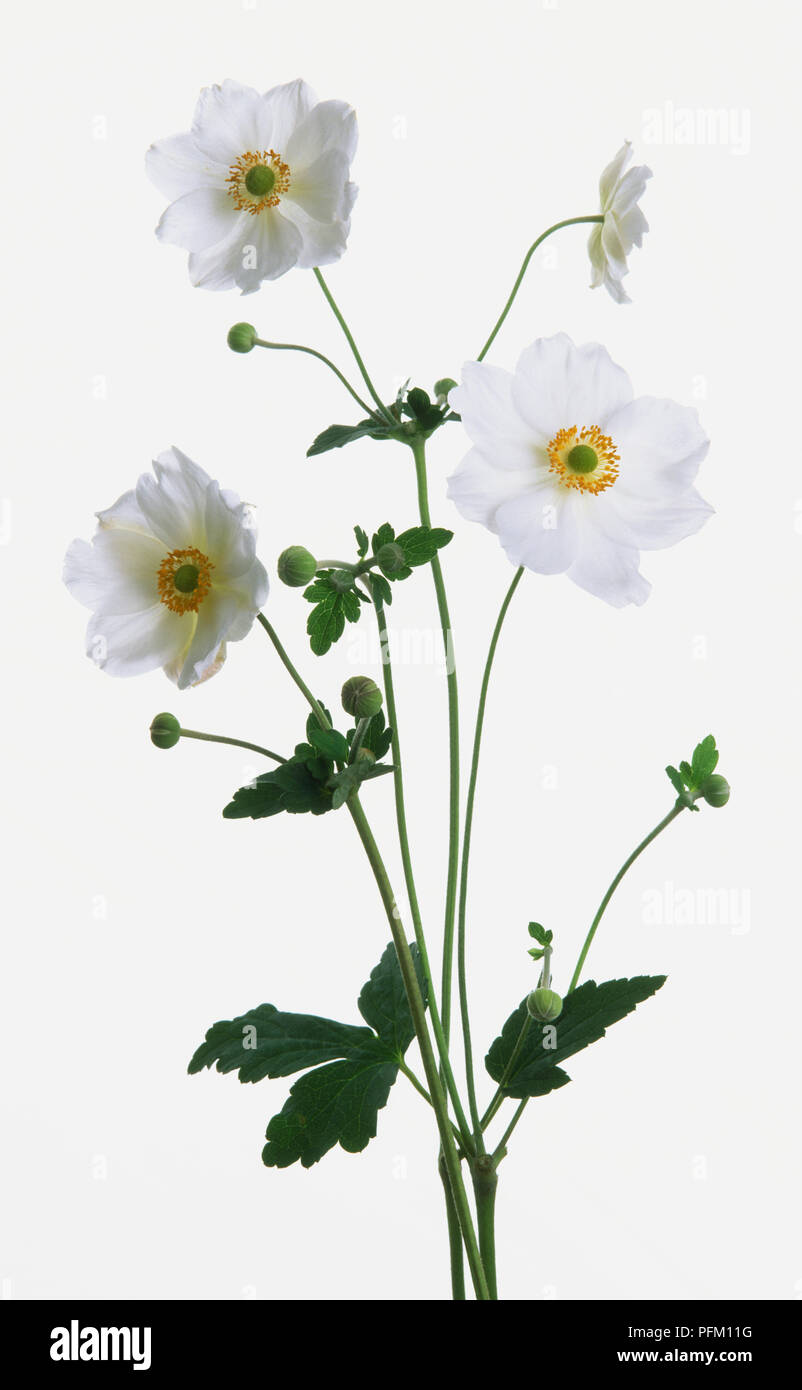 Anemone x hybrida 'Honorine Jobert', white Japanese Anemone cultivar  flowers Stock Photo - Alamy