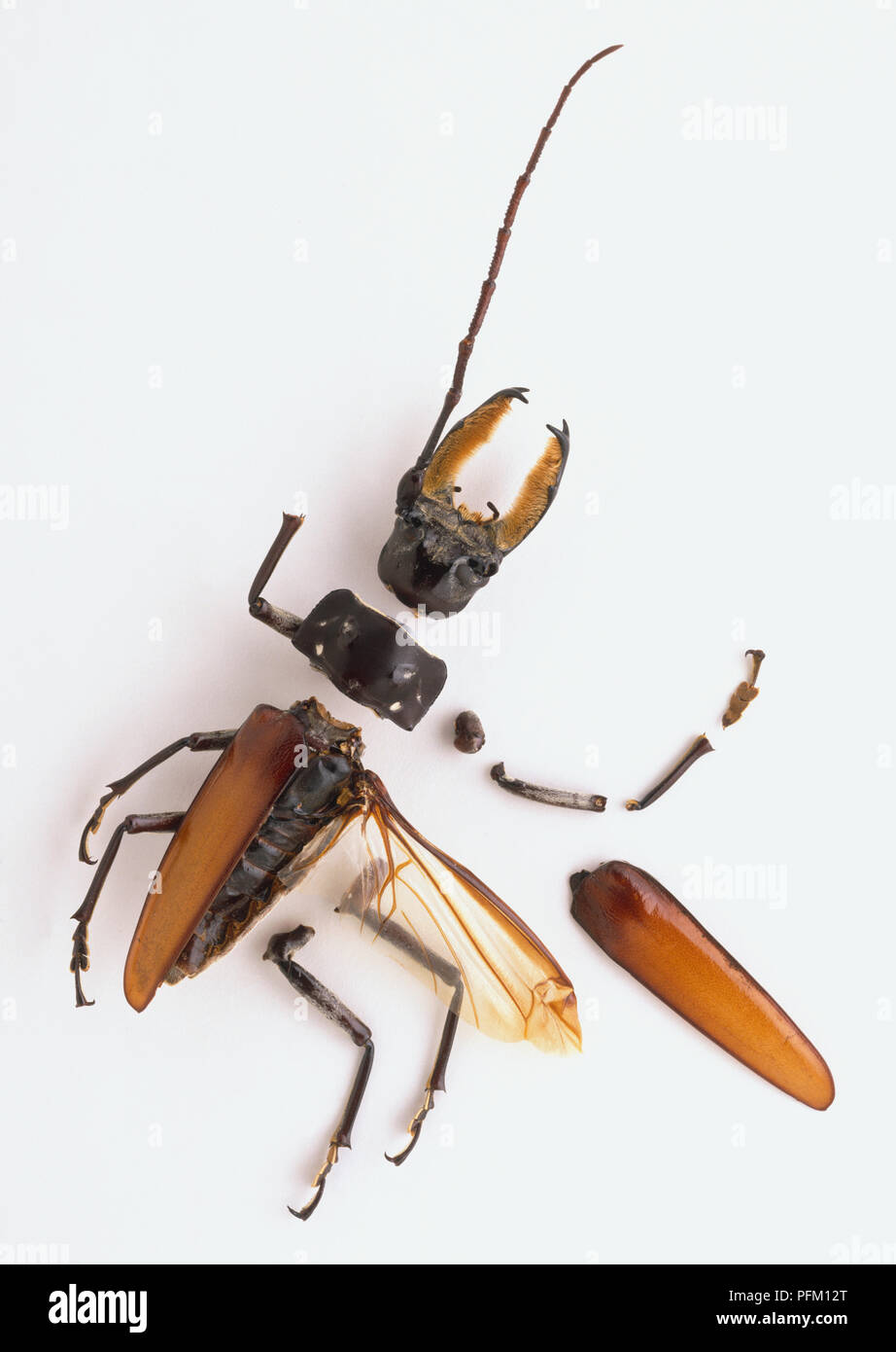 Segmented exoskeleton of a beetle separated into parts including the head with large mandibles, wings and carapace and legs. Stock Photo