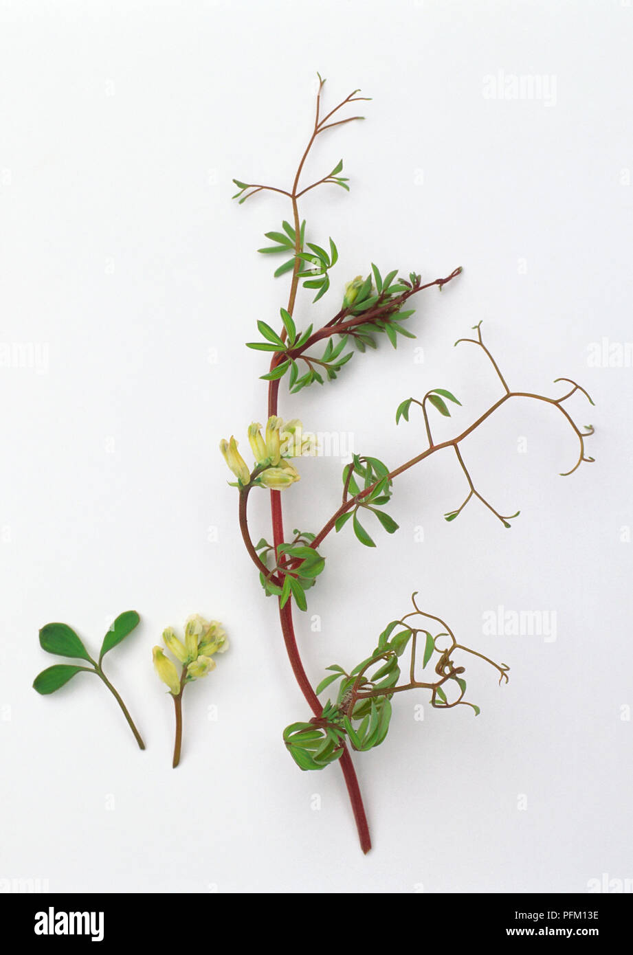 Ceratocapnos claviculata (Climbing corydalis), stem with flowers and leaves Stock Photo