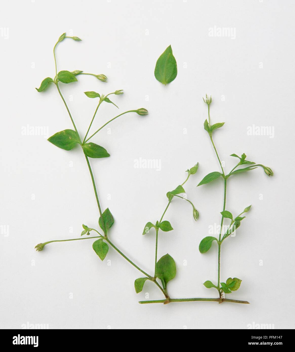 Moehringia trinervia (Three-nerved sandwort), branch with green leaves and flower buds Stock Photo