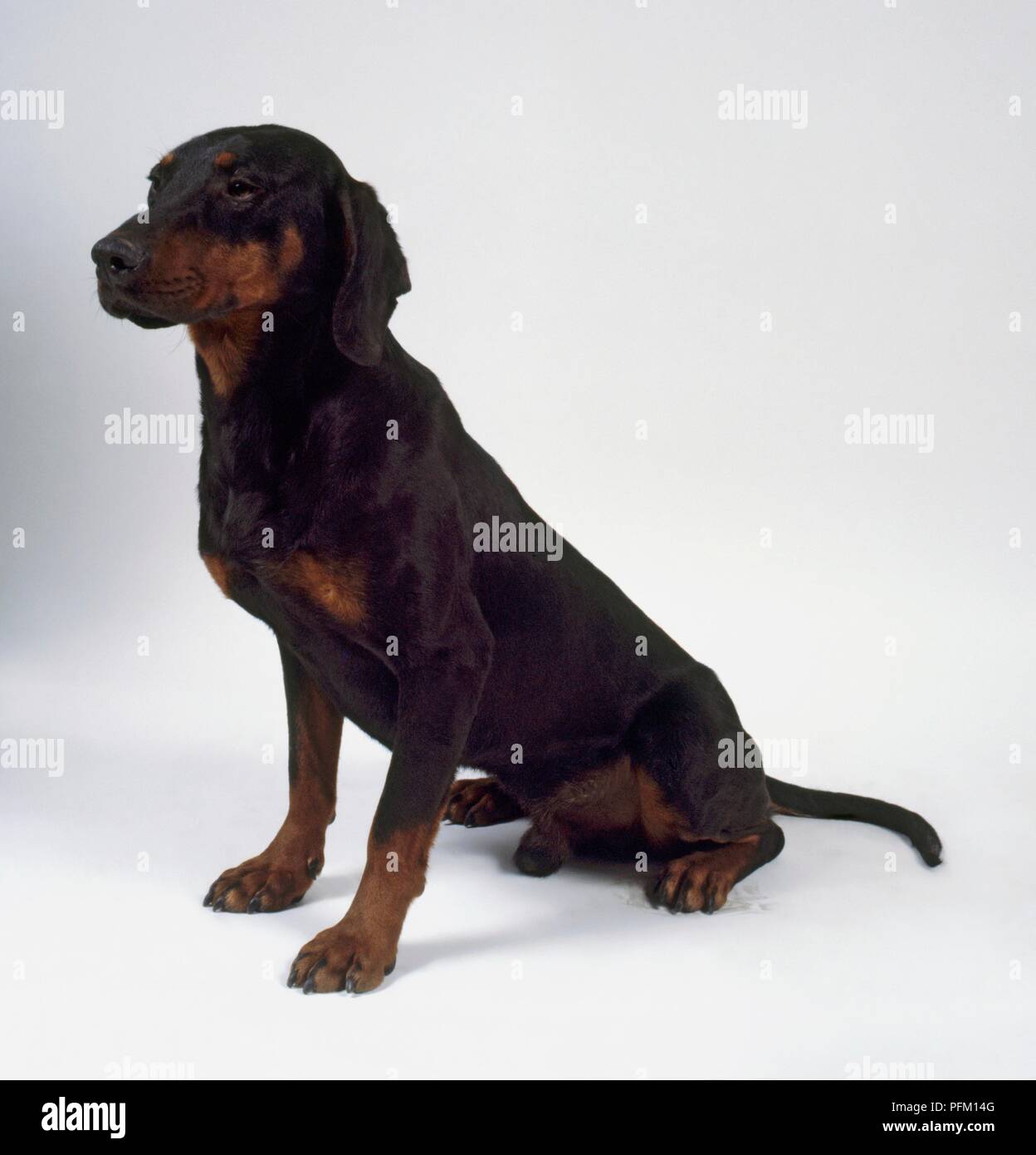 Yugoslavian hotsell mountain hound