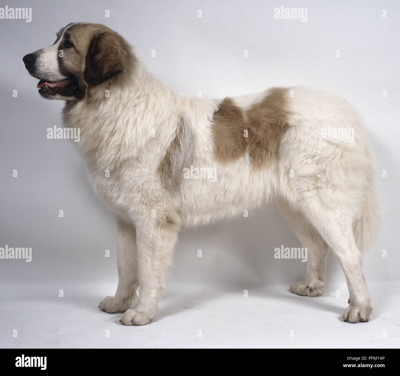 A heavyset brown and white Pyrenean mastiff with a thick coarse coat, on all fours, side-on Stock Photo