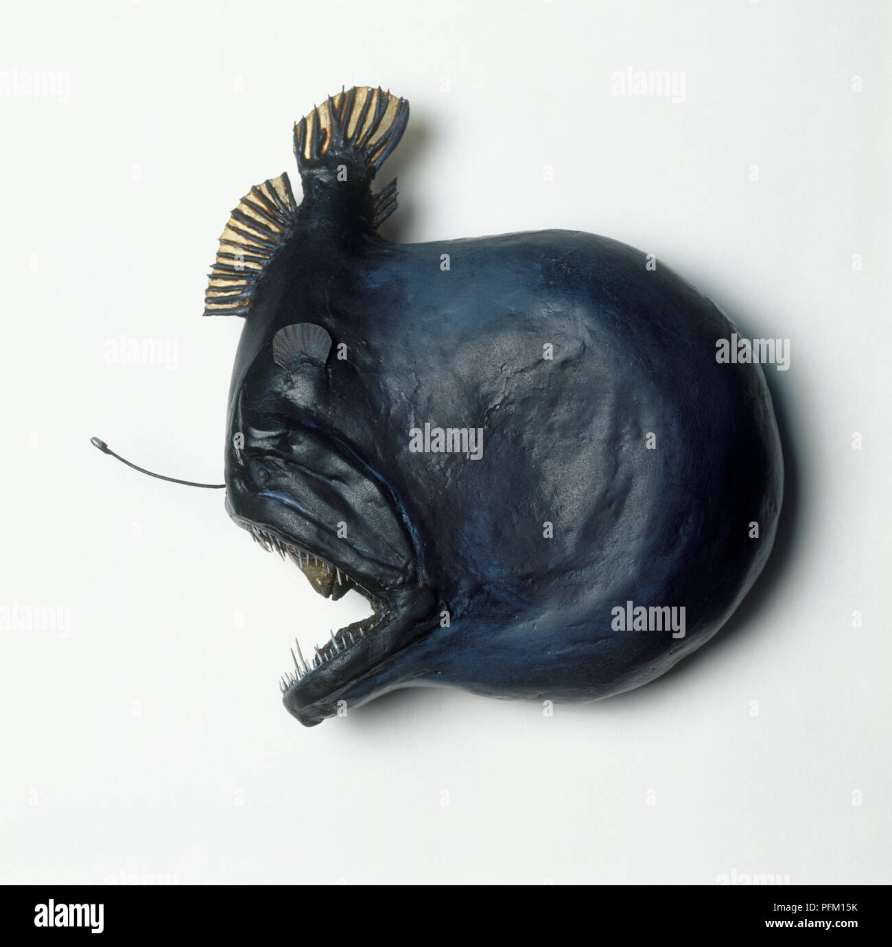 Blackdevil (Melanocetus johnsonii), model of a round black fish with ...