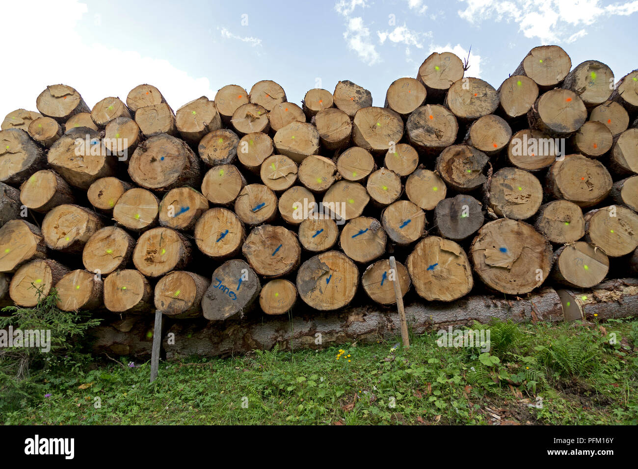 pile of cut tree trunks near Baad, little Walser valley, Austria Stock Photo