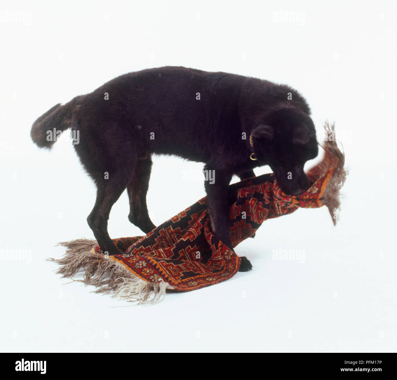 dog chewing rug