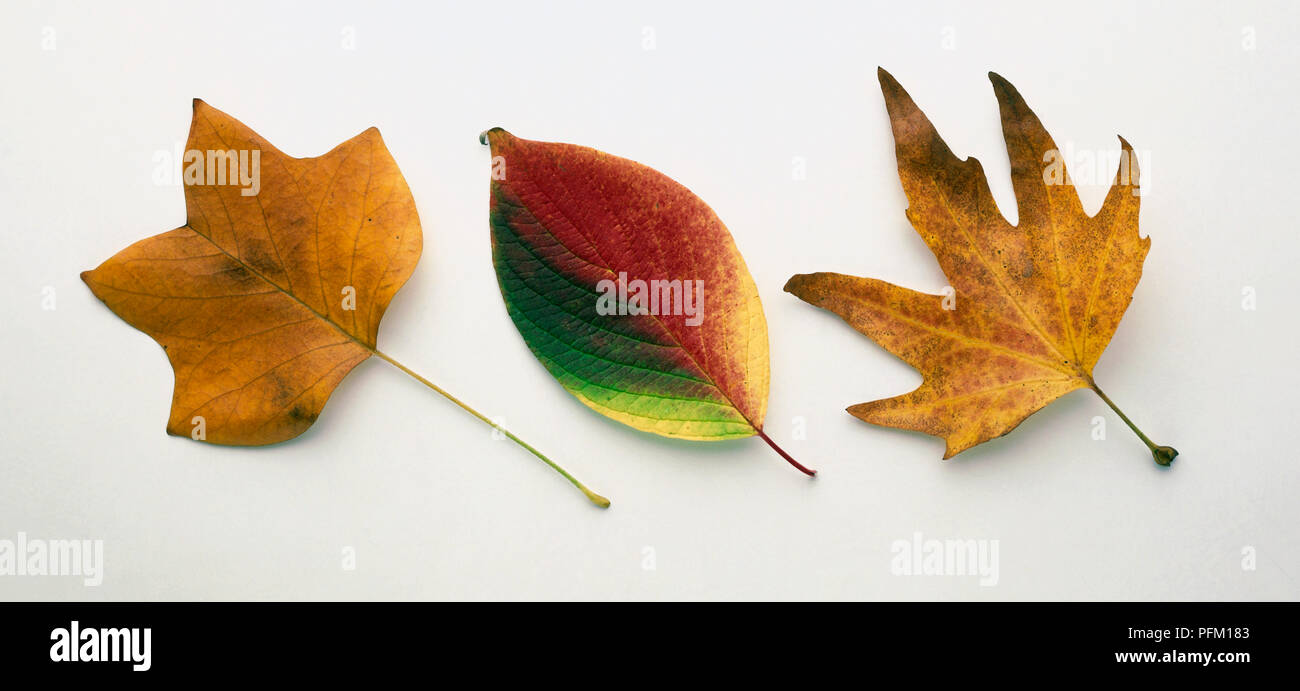 Three autumn leaves, showing yellow, brown, green and red coloration Stock Photo