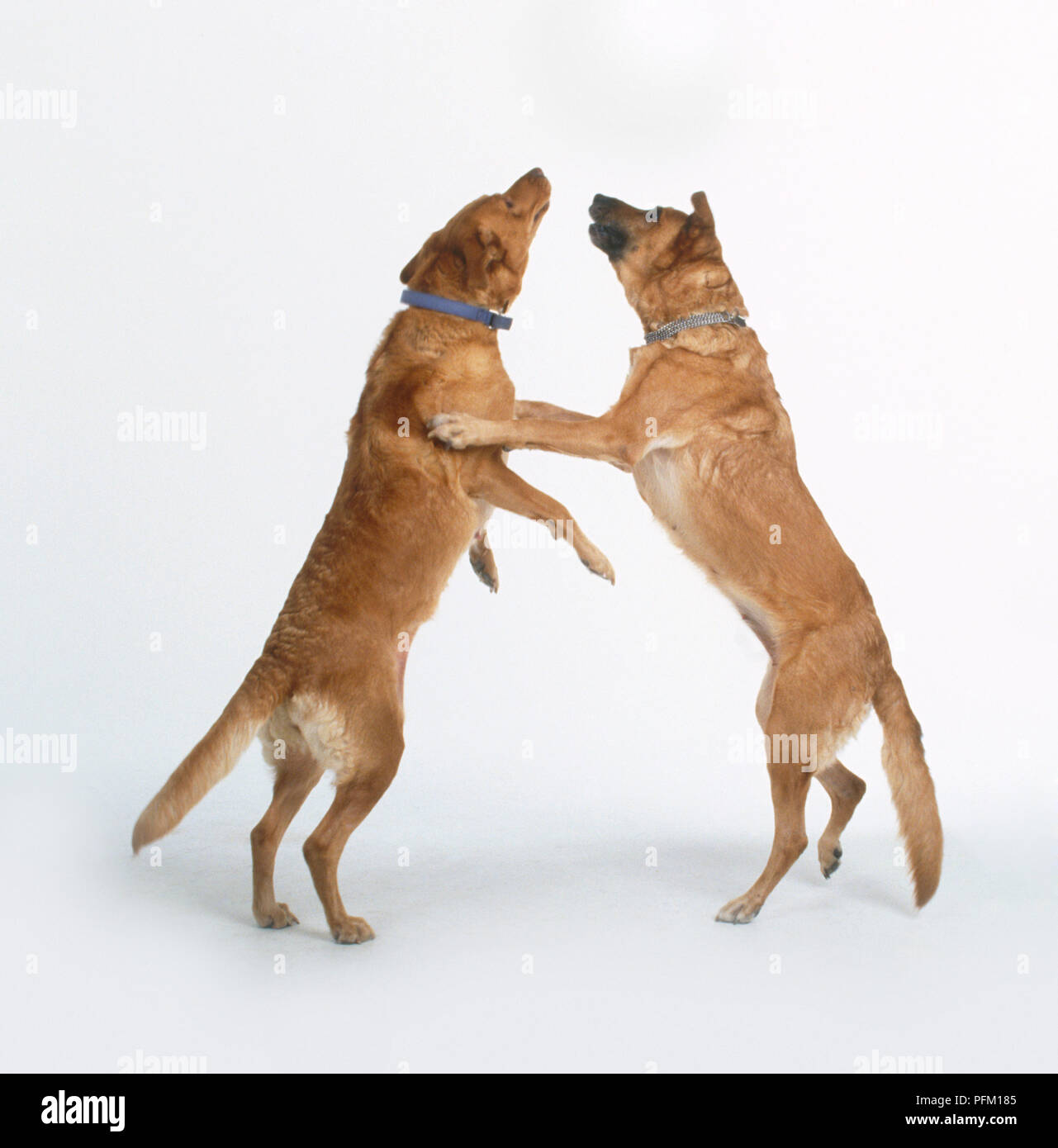 Two dogs rearing up, side view Stock Photo - Alamy