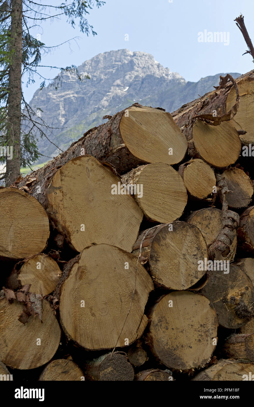 pile of cut tree trunks near Baad, little Walser valley, Austria Stock Photo