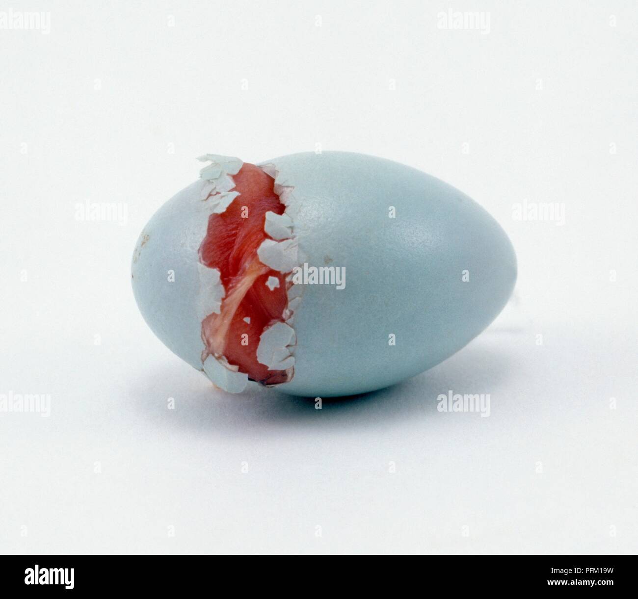 Starling (Sturnus vulgaris) emerging from egg Stock Photo