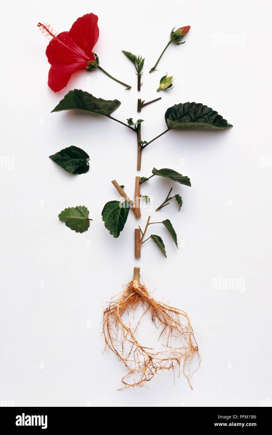 Dissected hibiscus plant Stock Photo Alamy