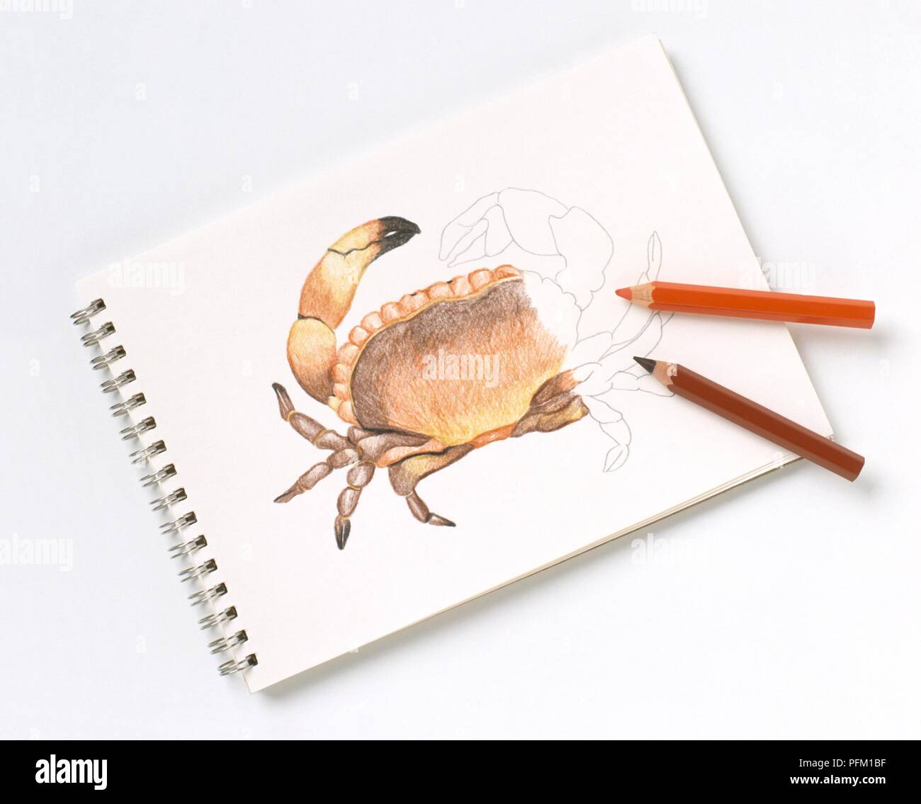Drawing of a crab on a sketchbook, with coloured pencils Stock Photo