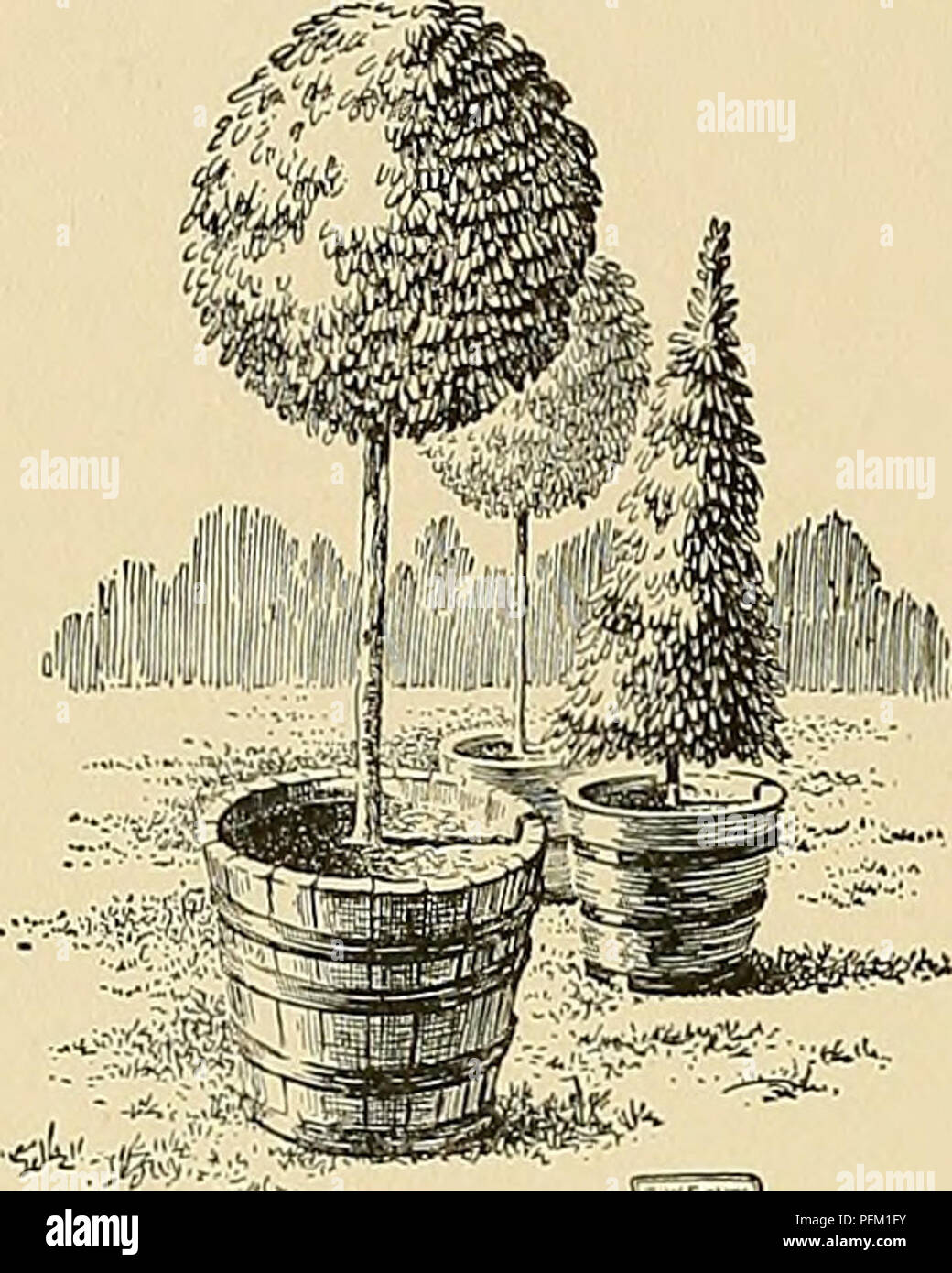 . Cyclopedia of American horticulture, comprising suggestions for cultivation of horticultural plants, descriptions of the species of fruits, vegetables, flowers, and ornamental plants sold in the United States and Canada, together with geographical and biographical sketches. Gardening. 890 LAURUS LAVANDULA ferred to Laurus, but witt the exception of two, these species are now placed in other genera. These two true Lauruses are L. nobilis, Linn, (the subject of this slietch), and i. Canariensis, Webb &amp; Berth., of the Canary Islands. The fls. are dicecious or perfect, small and inconspicuou Stock Photo
