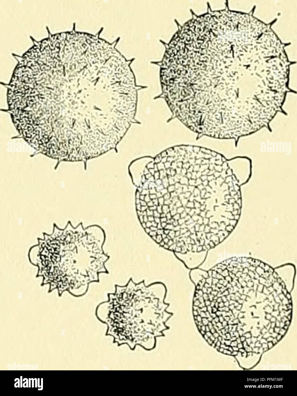 Entomophilous flower hires stock photography and images Alamy