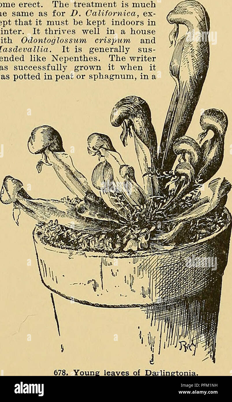 . Cyclopedia of American horticulture, comprising suggestions for cultivation of horticultural plants, descriptions of the species of fruits, vegetables, flowers, and ornamental plants sold in the United States and Canada, together with geographical and biographical sketches. Gardening. DARLINGTONIA DASYLIRION 457 pitcher plants. There is onlj' one species in this gemis. The plant was first collected near Mt. Shasta by the Wilkes Exploring Expedition. Indians attacked the party, and as the explorers retreated to their camp W. D. Brackenridge grabbed something, which turned out to be fragments  Stock Photo