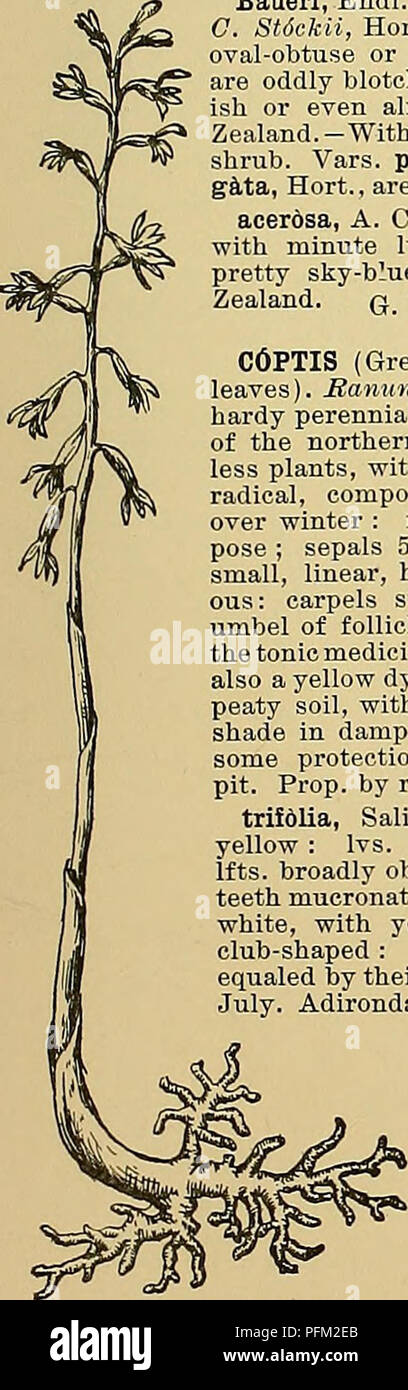 . Cyclopedia of American horticulture, comprising suggestions for cultivation of horticultural plants, descriptions of the species of fruits, vegetables, flowers, and ornamental plants sold in the United States and Canada, together with geographical and biographical sketches. Gardening. COOPEBIA CORDYLINE 369 AA. Neck of bulb long: perianth tube short. pedunculita, Herb. Giant Paiky Lily. More robust than O. DrmnmondU ; bulb with a longer neck, 2-3 In. long: Ivs. about G, 1 ft. long, ^ in. broad : peduncle about 1 ft.long : spathe 1-2-valved at the tip: perianth tube shorter, IKin. long : limb Stock Photo
