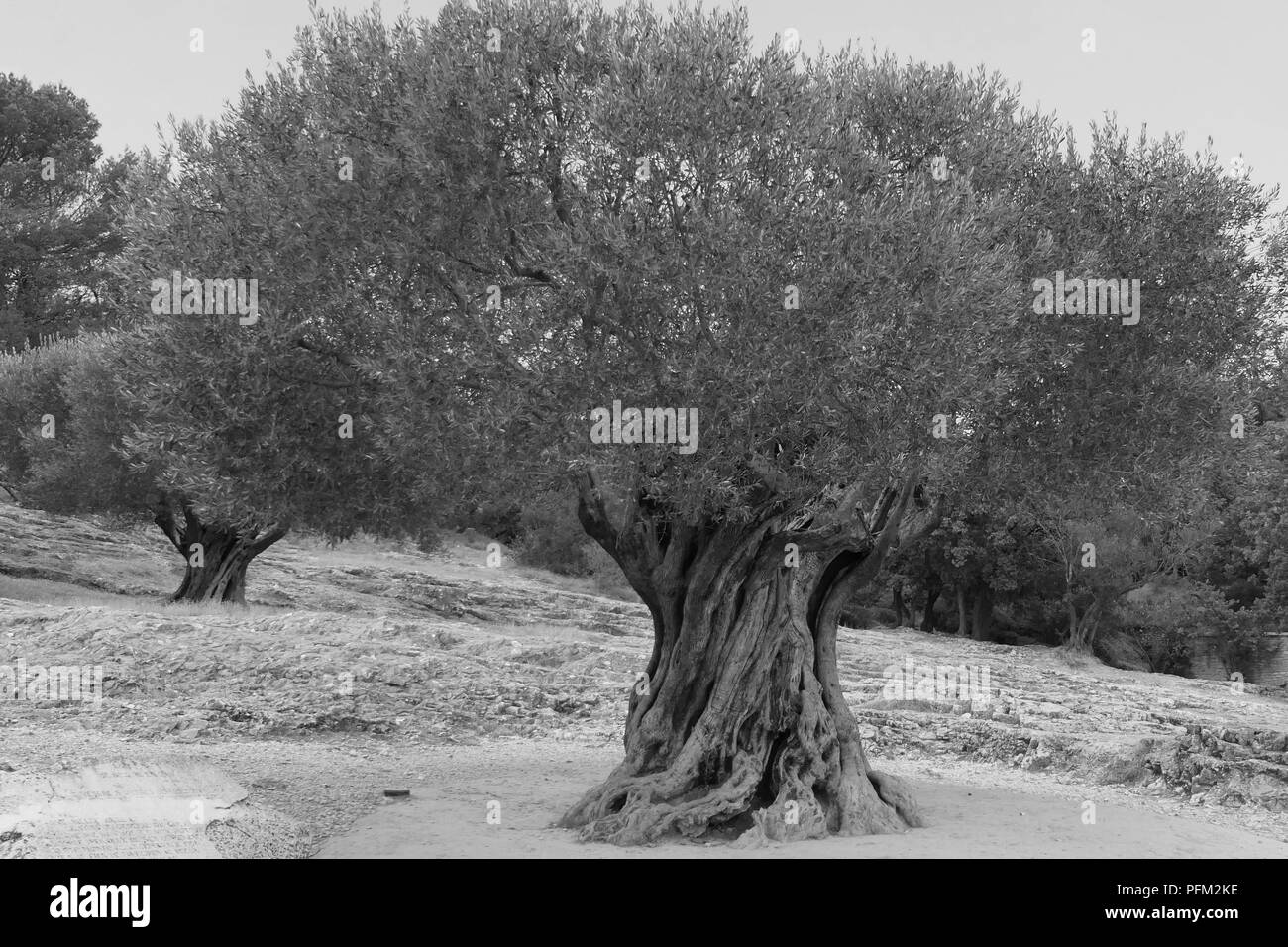 Olive tree Black and White Stock Photos & Images Alamy