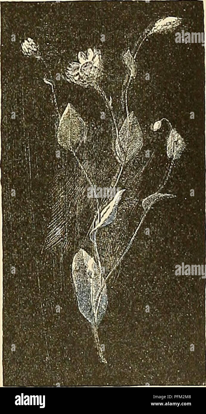 . Cyclopedia of American horticulture, comprising suggestions for cultivation of horticultural plants, descriptions of the species of fruits, vegetables, flowers, and ornamental plants sold in the United States and Canada, together with geographical and biographical sketches. Gardening. 1032. Heliotropium Peruvianum. (R. grandiflorum, Don), has longer and relatively nar- rower ivs., &quot;wbicli are distinctly narrowed to the base, flower-clusters larger and more open, lis. nearly twice larger and the corolla tube nearly twice longer than the calyx ; calyx teeth longer and narrower. Peru. B.M. Stock Photo