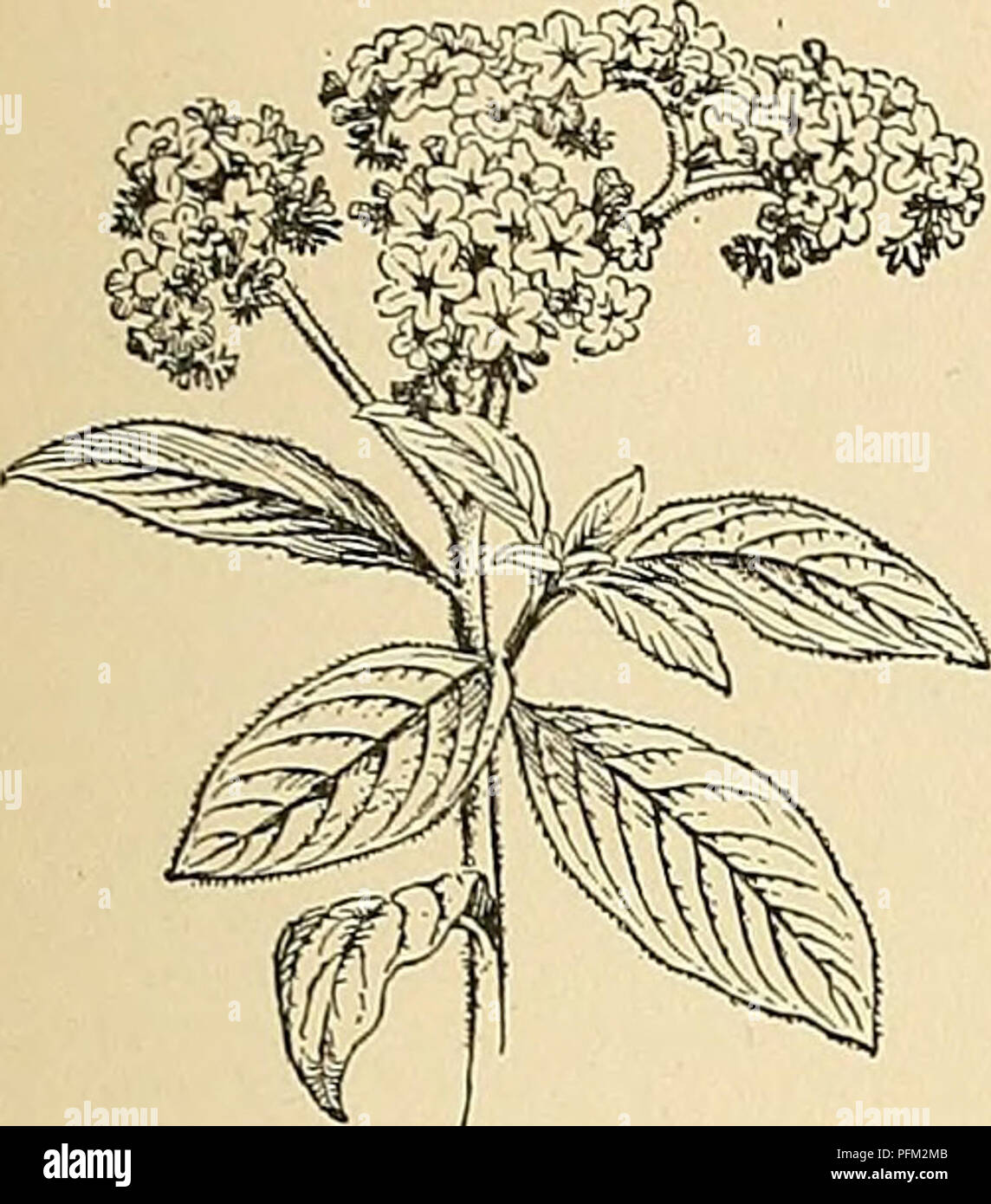 . Cyclopedia of American horticulture, comprising suggestions for cultivation of horticultural plants, descriptions of the species of fruits, vegetables, flowers, and ornamental plants sold in the United States and Canada, together with geographical and biographical sketches. Gardening. HELIOTROPIUM HELIPTERUM 725. 1032. Heliotropium Peruvianum. (R. grandiflorum, Don), has longer and relatively nar- rower ivs., &quot;wbicli are distinctly narrowed to the base, flower-clusters larger and more open, lis. nearly twice larger and the corolla tube nearly twice longer than the calyx ; calyx teeth lo Stock Photo