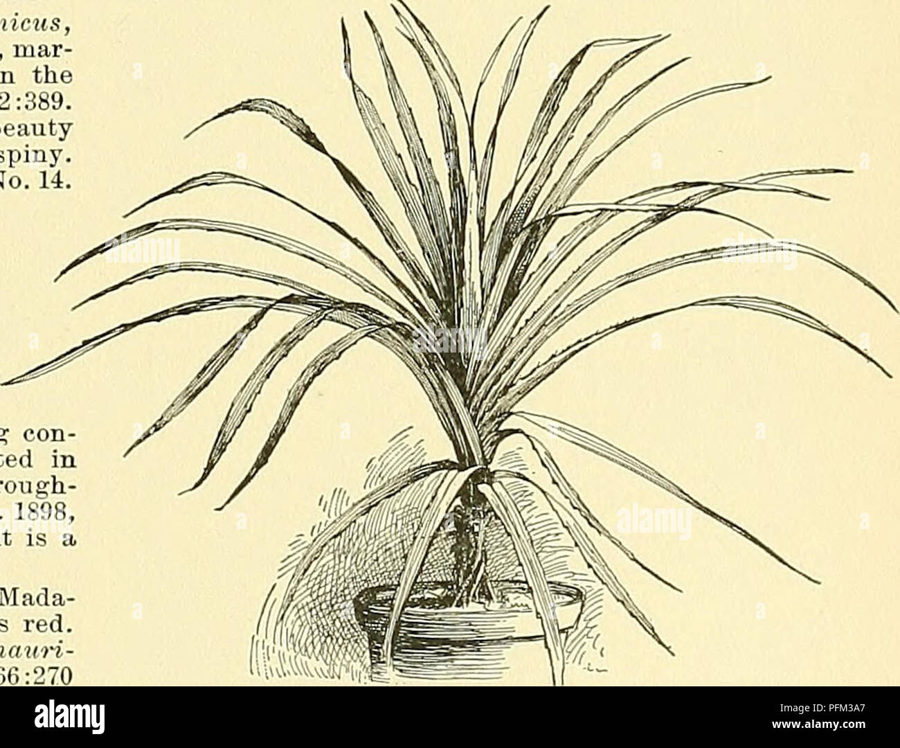 . Cyclopedia of American horticulture, comprising suggestions for cultivation of horticultural plants, descriptions of the species of fruits, vegetables, flowers, and ornamental plants sold in the United States and Canada, together with geographical and biographical sketches. Gardening. PANDANUS PANDANUS 1201 The growth of the plant also appears more graceful, the leaves being recurved in a more pleasing manner, and suckers very freely. j. 0. Eisele. Baptistii. 3. Candelabrum, 2. 14, caricosus, 11. Forsteri, 6. Fosterianus, 6. furcatus, 9. INDEX. grarainifolius, 8. heteroearpus, 10. Javanimis, Stock Photo