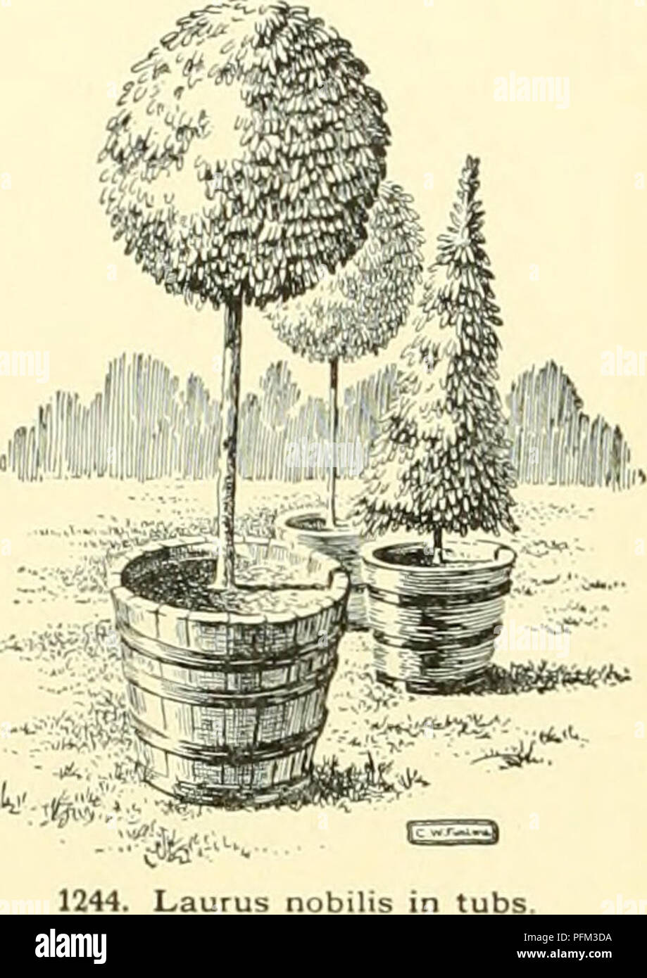 . Cyclopedia of American horticulture, comprising suggestions for cultivation of horticultural plants, descriptions of the species of fruits, vegetables, flowers and ornamental plants sold in the United States and Canada, together with geographical and biographical sketches, and a synopsis of the vegetable kingdom. Gardening -- Dictionaries; Plants -- North America encyclopedias. 890 LAURUS ferred to Laurus, but with the exception of two, these species are now placed in other genera. These two true Lauruses are L. nobilis, Linu. (the subject of this sketch), and L. Canariensis, Webb &amp; Bert Stock Photo