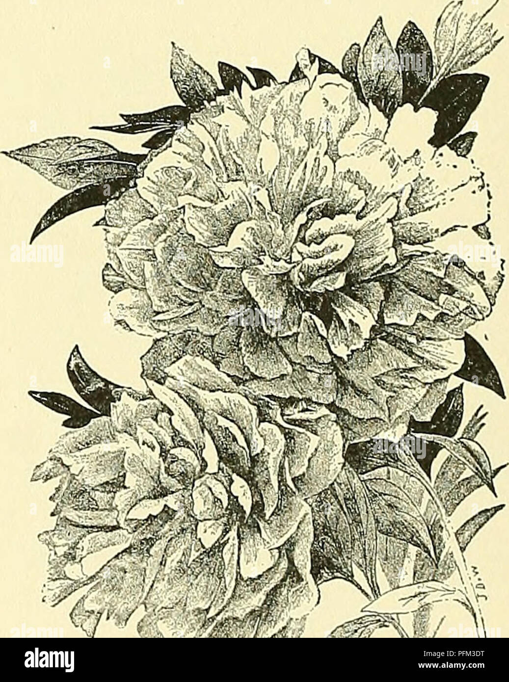 . Cyclopedia of American horticulture, comprising suggestions for cultivation of horticultural plants, descriptions of the species of fruits, vegetables, flowers, and ornamental plants sold in the United States and Canada, together with geographical and biographical sketches. Gardening. 1190 P^ONIA P^ONIA. alba-plena, 6. albiflora, S. amaranlhescens, 8. Audersonii, 10. anemoneflora, 6. anomala,, 5. arborea, 1. arietina, 10. atronibens, G. Banksli, 1. Baxteri, 10. blanda, C. Blushing Maid, 8. Brilliant, 8. Brownii, 2. Byzantina, 8. Califomica, 2. Chinensis, 3. compacta, 8. Cretica, 10. Crown Pr Stock Photo