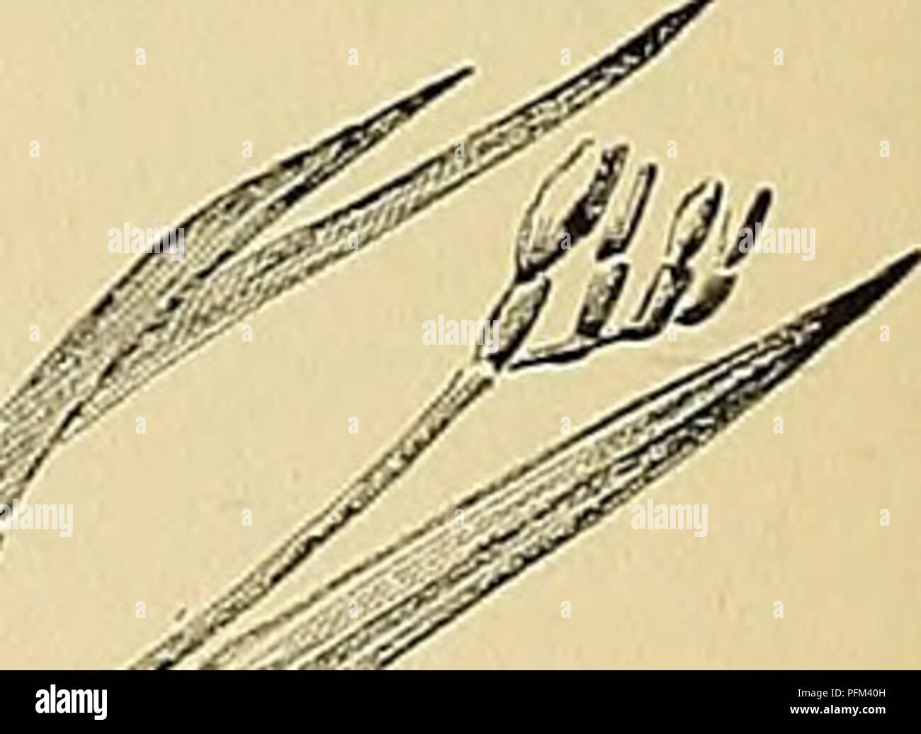 Al dur hires stock photography and images Alamy