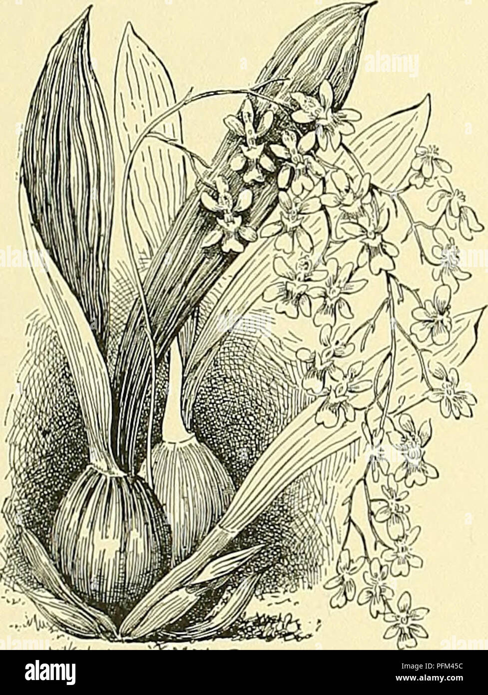 . Cyclopedia of American horticulture, comprising suggestions for cultivation of horticultural plants, descriptions of the species of fruits, vegetables, flowers, and ornamental plants sold in the United States and Canada, together with geographical and biographical sketches. Gardening. ONCIDIUM ONCIDIUM 1133 with, flower-stems G-9 ft. long and &quot;Ivs. as long.&quot; It has been confused with O. altlssimum. 25. altissimum, Swartz. Pseudobulbs nearly rotund, much compressed and edged: Irs. 1-2 at the top and several at the base of the pseudobulb, ensiform, keeled, lK-2 ft. long: inflorescenc Stock Photo