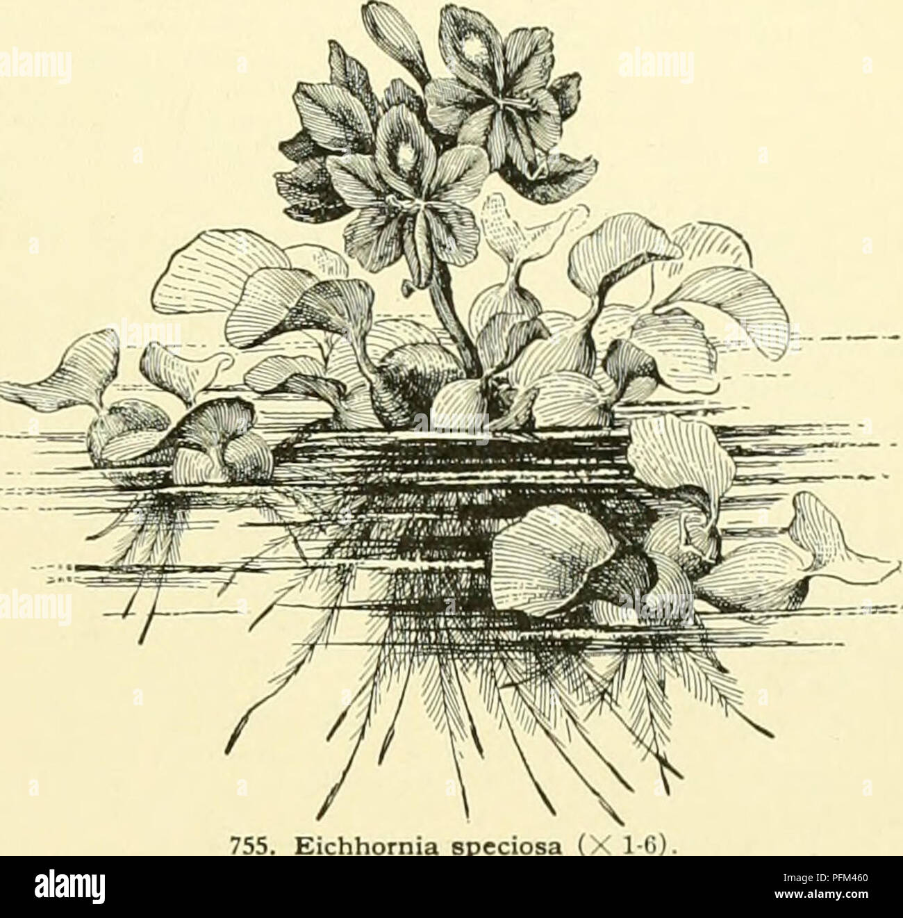 . Cyclopedia of American horticulture, comprising suggestions for cultivation of horticultural plants, descriptions of the species of fruits, vegetables, flowers and ornamental plants sold in the United States and Canada, together with geographical and biographical sketches, and a synopsis of the vegetable kingdom. Gardening -- Dictionaries; Plants -- North America encyclopedias. EICHHORNIA EL.EAGNUS 525 A. Leaf-stalks inflated: inner periauth-segnients not serrated. specidsa, Kunth (£. crdssipesy Solms. Pontederia crdssipes. Mart.). Fig. 755. Lvs. in tufts, all con- stricted at the middle, bl Stock Photo