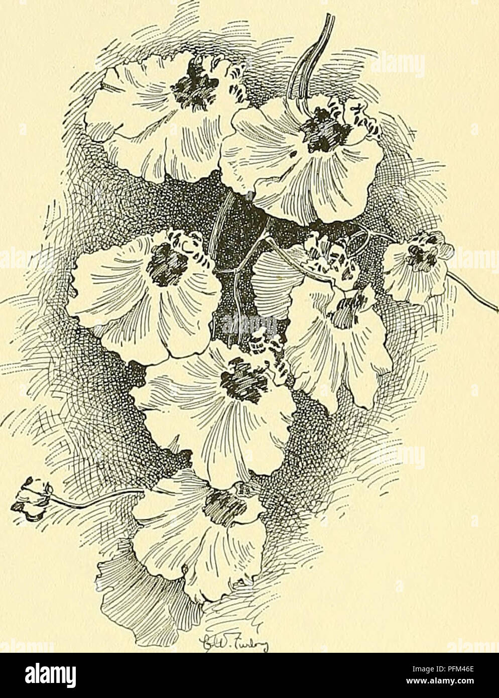 . Cyclopedia of American horticulture, comprising suggestions for cultivation of horticultural plants, descriptions of the species of fruits, vegetables, flowers, and ornamental plants sold in the United States and Canada, together with geographical and biographical sketches. Gardening. ONCIDIUM ONCIDIDM 1131 6. Marshalliauum, Eeichb. f. Pseudobulbs ovoid, 2-4 in. long: ivs. narrowly oblong, G-8 in. long: fls. nu- merous, 2% in. across, borne on a stout panicle 1-2 ft. high; the upper sepals oblong-apiculate, the lateral ones united, yellow, with purplish bands; petals much larger, fiddle-shap Stock Photo