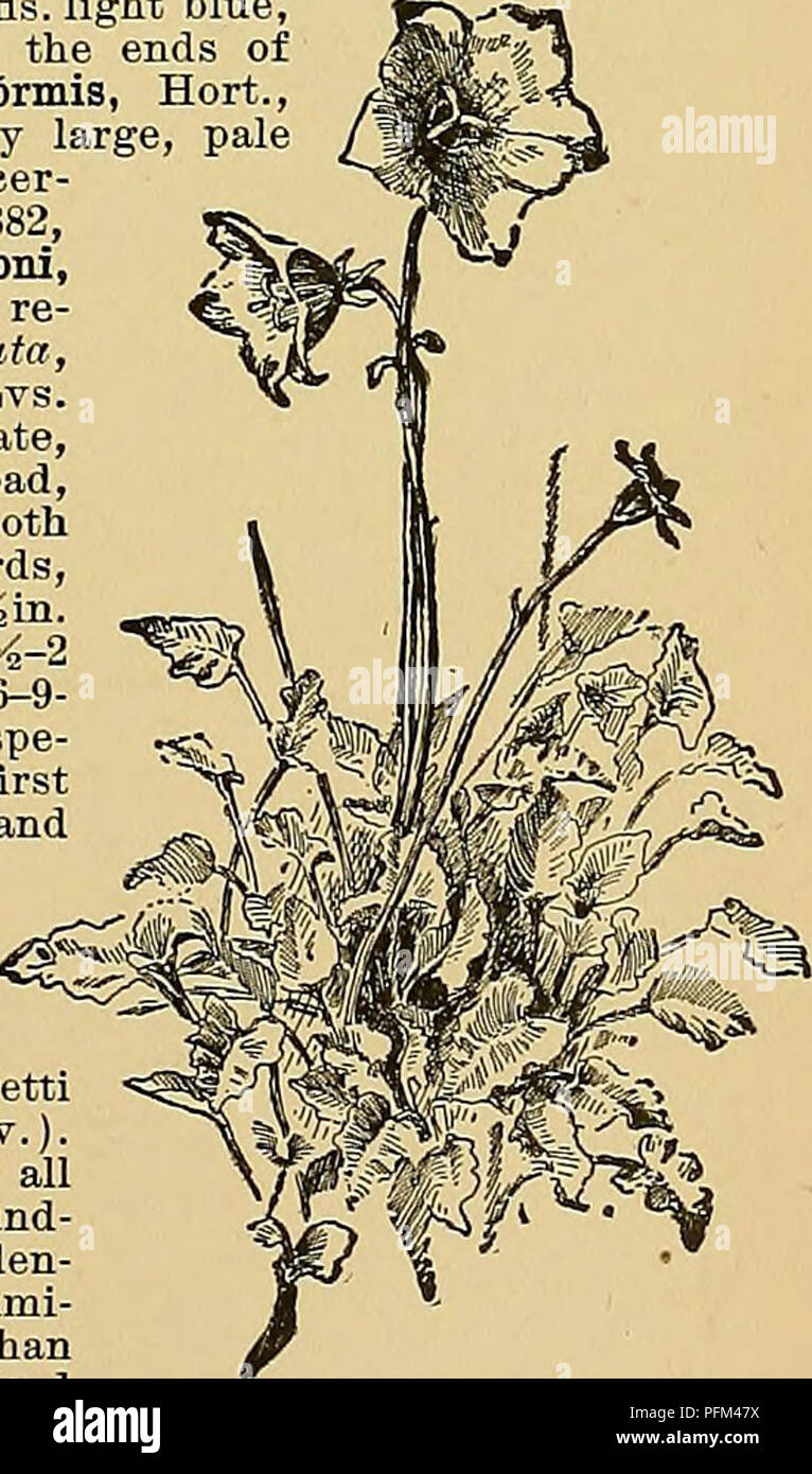 . Cyclopedia of American horticulture, comprising suggestions for cultivation of horticultural plants, descriptions of the species of fruits, vegetables, flowers, and ornamental plants sold in the United States and Canada, together with geographical and biographical sketches. Gardening. CAMPANULA commoner. It is dwarfer, much branched, with long, scabrous Ivs. aud pale bluish to violet fls. See Mottet's translation of Nicholson, Diet. Gard. Var. divfirgenB, Willd., has larger fls. and broader Ivs. than the type. G.C. III. 16:597. C. Sibirica usually does best when treated as a biennial. BB. Ca Stock Photo