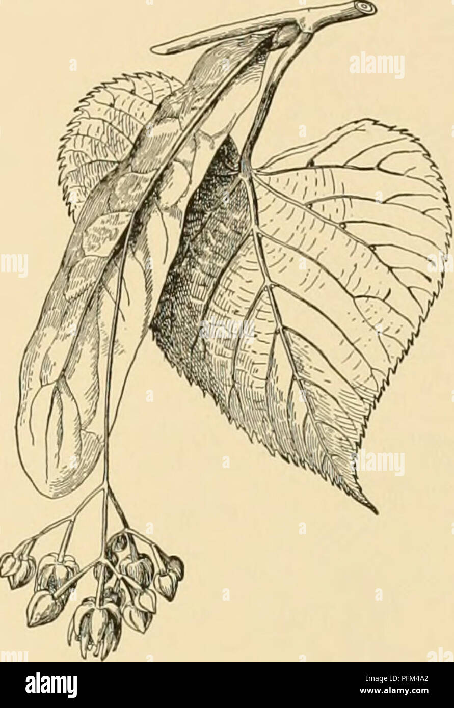 . Cyclopedia of American horticulture : comprising suggestions for cultivation of horticultural plants, descriptions of the species of fruits, vegetables, flowers, and ornamental plants sold in the United States and Canada, together with geographical and biographical sketches. Gardening; Horticulture; Horticulture; Horticulture. TILIA ribbed. July. Alleghanies. S.S. 1:27.-This has been sent out as T. macrophylla, a name that properly he- longs to a large-leaved var of T. Amtiiraiia. 5. MiqueMna, Maxim. Tree, attaining 100 ft., with usually an oblong head: Ivs. ovate, truncate or slightly corda Stock Photo