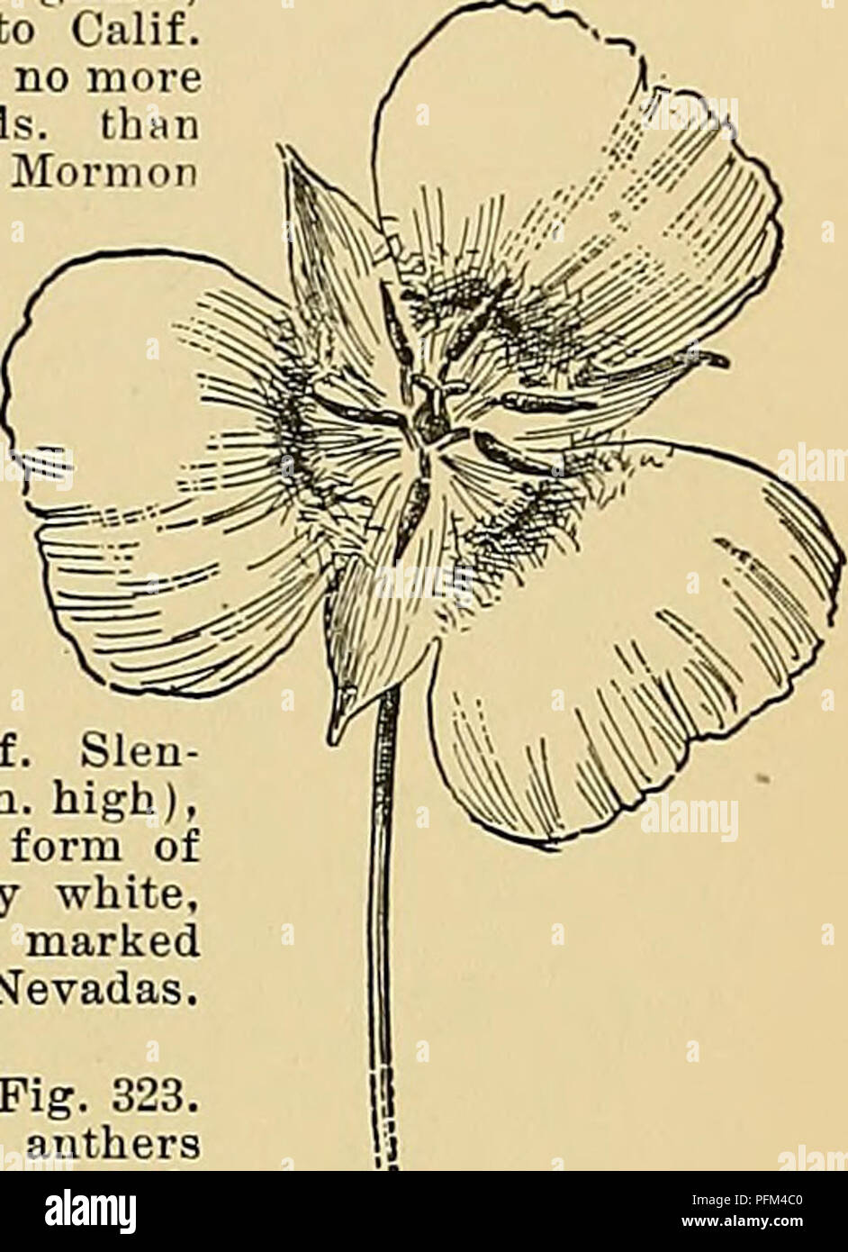 . Cyclopedia of American horticulture, comprising suggestions for cultivation of horticultural plants, descriptions of the species of fruits, vegetables, flowers, and ornamental plants sold in the United States and Canada, together with geographical and biographical sketches. Gardening. CALOCHORTUS CALOPHACA 221 22. atireua, Wats. Very low: petals yellow, not hairy, the hairy gland purple-bordered. S. Utah. 23. clavitus, Wats. Petals yellow lined with brown, the lower part bearing club-shaped (or clavate) hairs, the gland deep and circular ; anthers purple. Calif.â In this excellent sort we ha Stock Photo