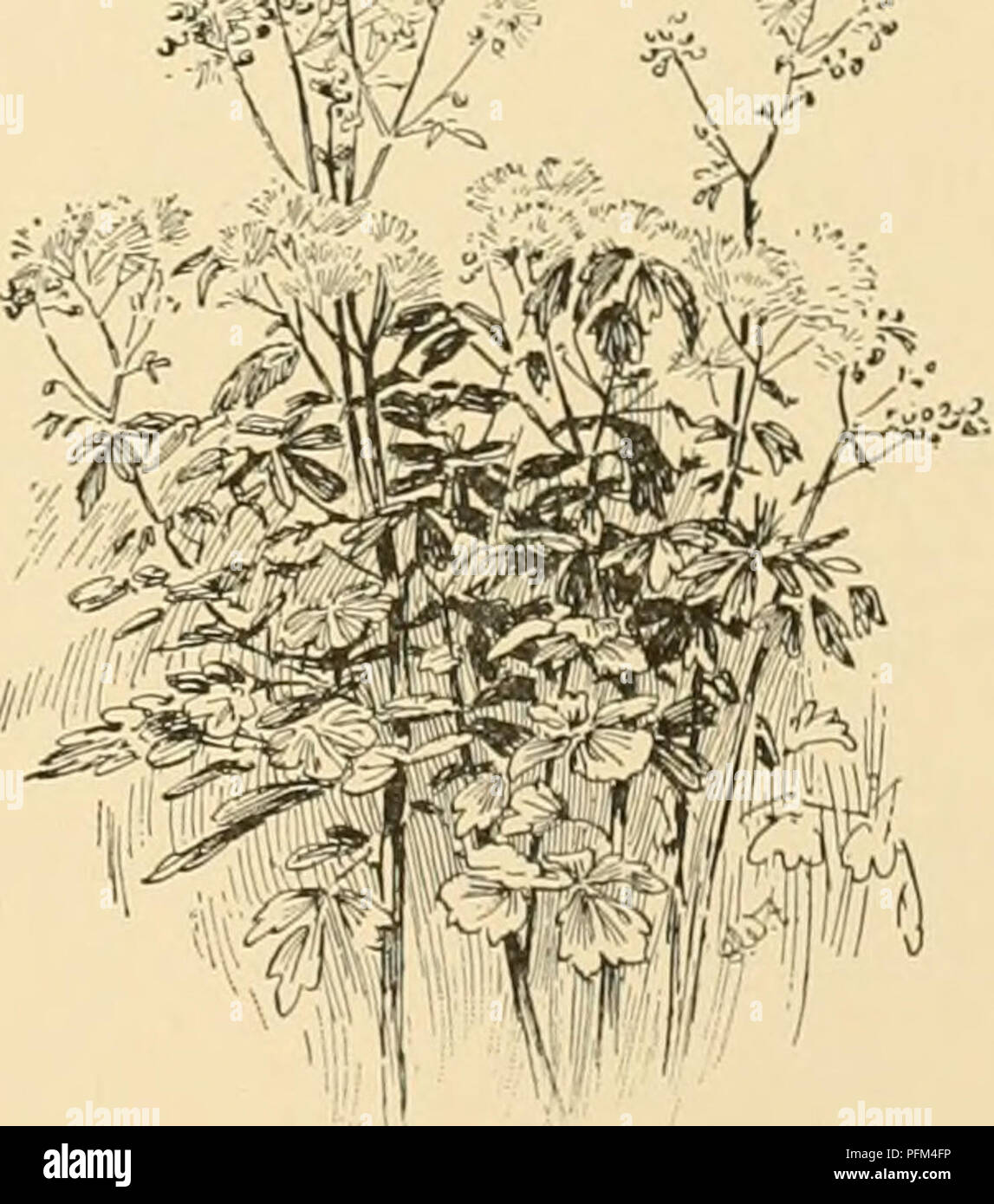 . Cyclopedia of American horticulture : comprising suggestions for cultivation of horticultural plants, descriptions of the species of fruits, vegetables, flowers, and ornamental plants sold in the United States and Canada, together with geographical and biographical sketches. Gardening; Horticulture; Horticulture; Horticulture. THALICTBUM cc. Fruits longitudina II ij veined: stigma terminal, minute, not dilated, style short i. glaucum AA. Fls. polygamo-diacious. B. Anthers linear, mucronate: filam.ents thread-like 5. purpurascens BB. Anthers ovate: obtuse, fila- ments broadened above G. polyg Stock Photo